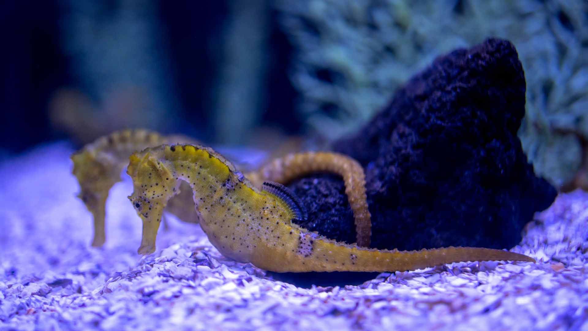 Longsnout Seahorse