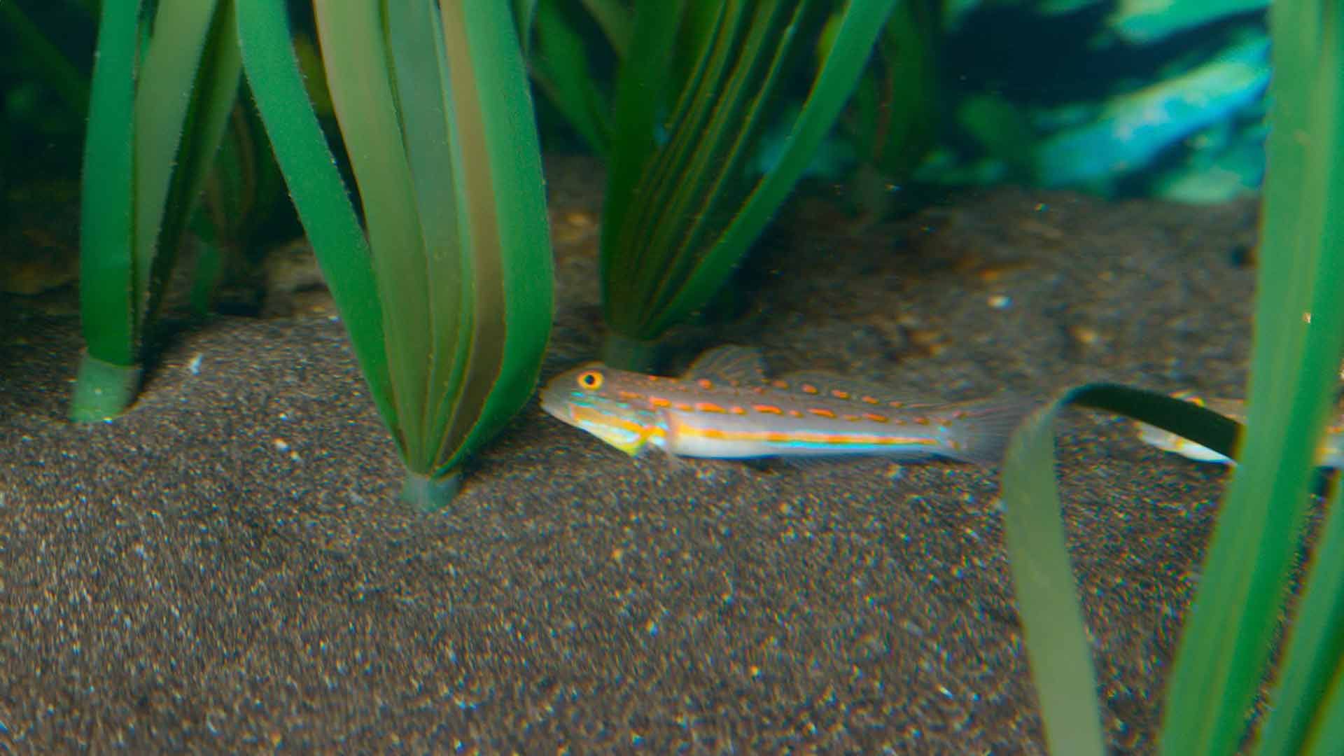 Diamond Watchman Goby