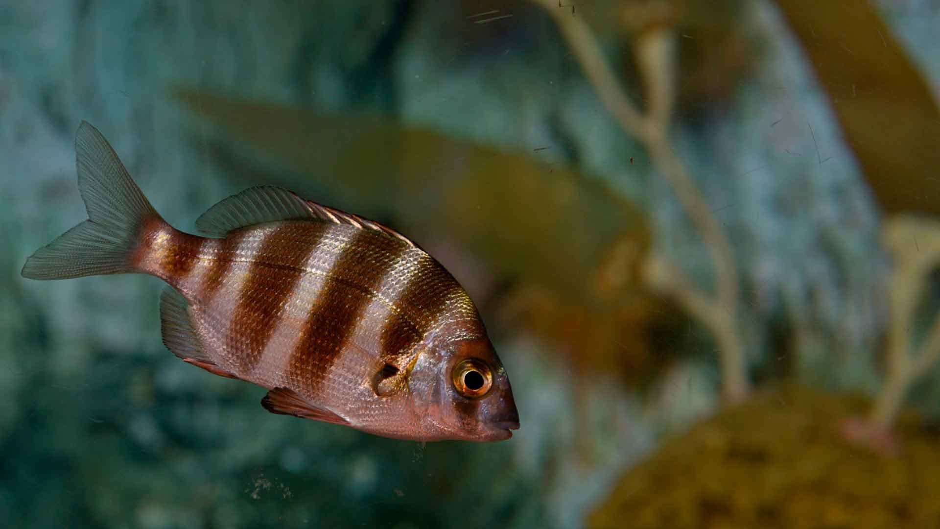 Zebra Seabream