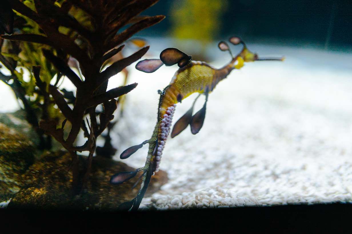 Dragón marino común (Phyllopteryx taeniolatus)