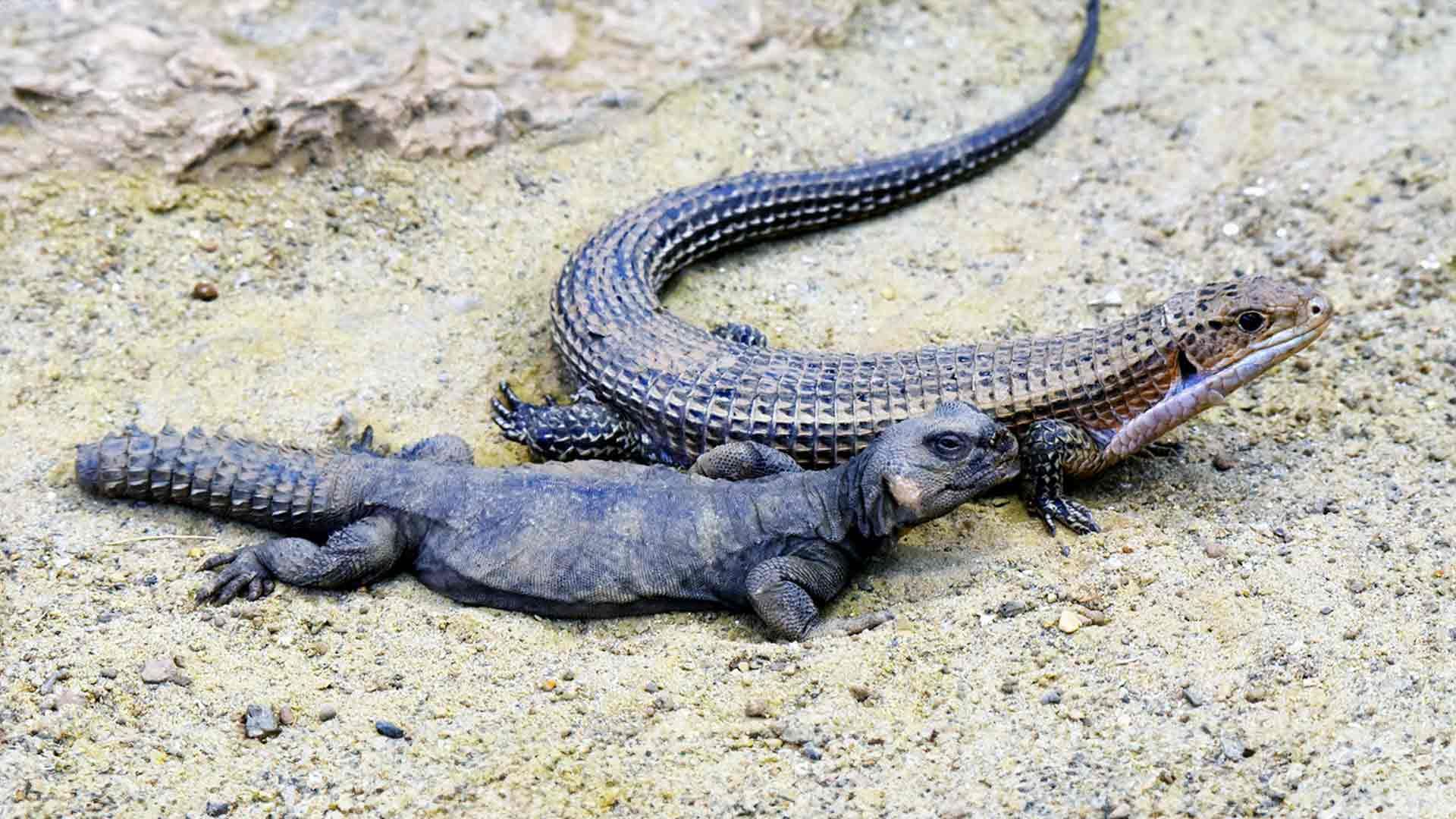 Spiny Tailed Lizard