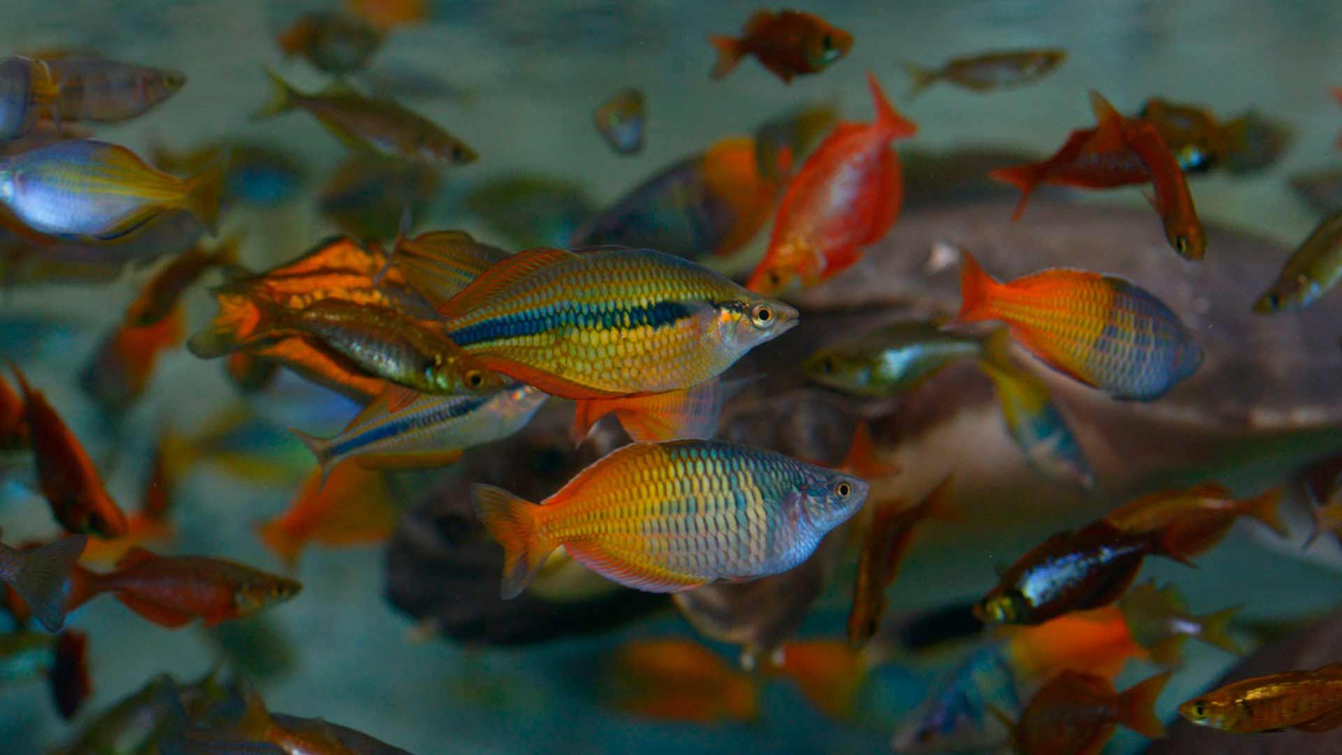 Pez Arcoiris de Parkinson