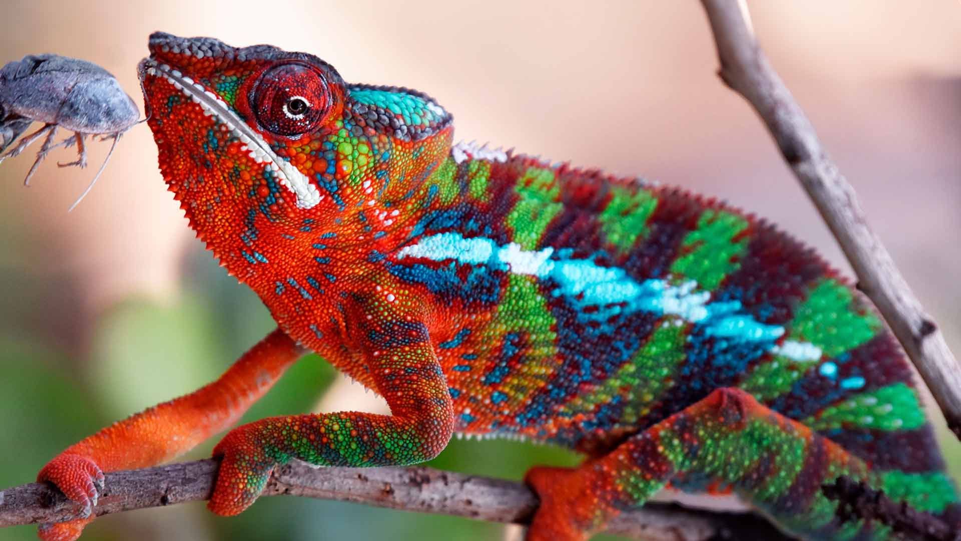 Chameleons Poema del Mar Aquarium Gran Canaria