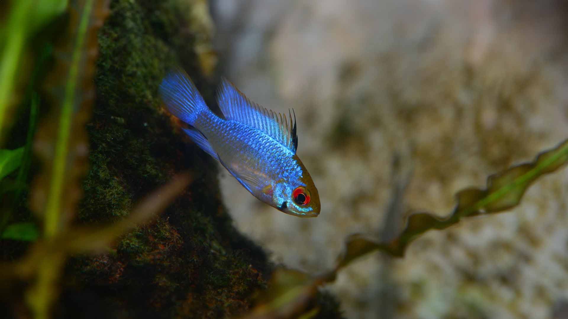 Butterfly Cichlid