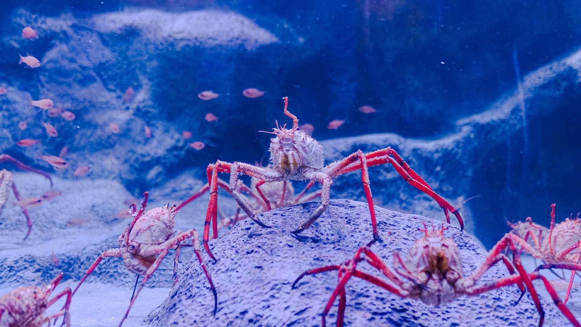 Paromola Poema Del Mar Aquarium Gran Canaria