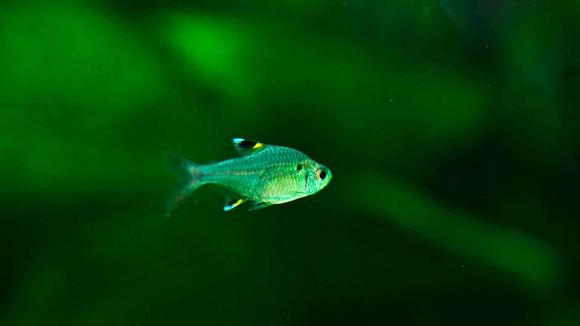 X Ray Tetra