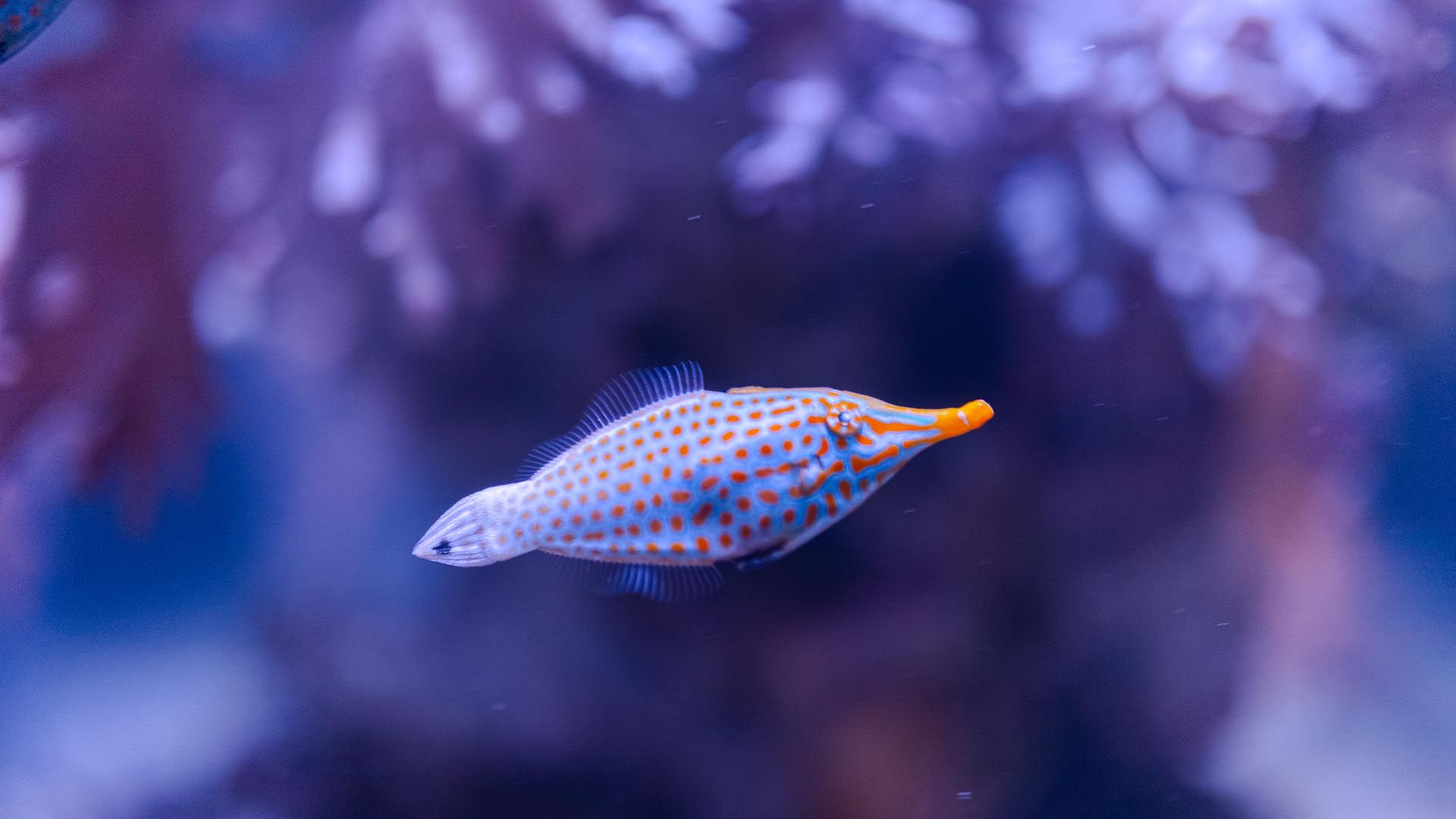 Harlequin filefish Poema Del Mar Aquarium Gran Canaria