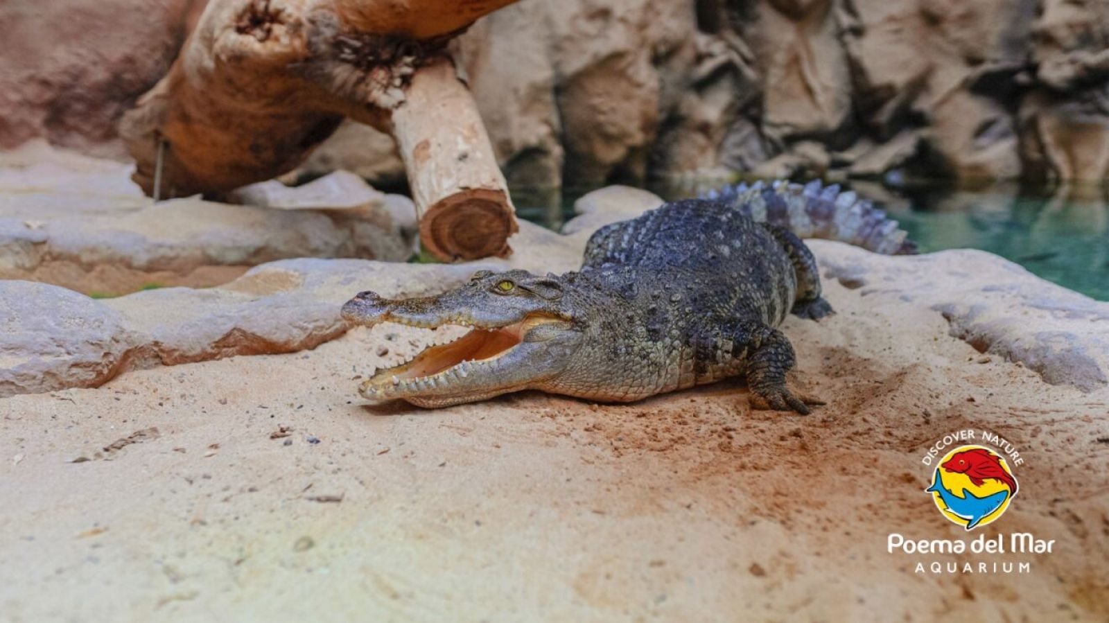 Siamese crocodile (Crocodylus siamensis)