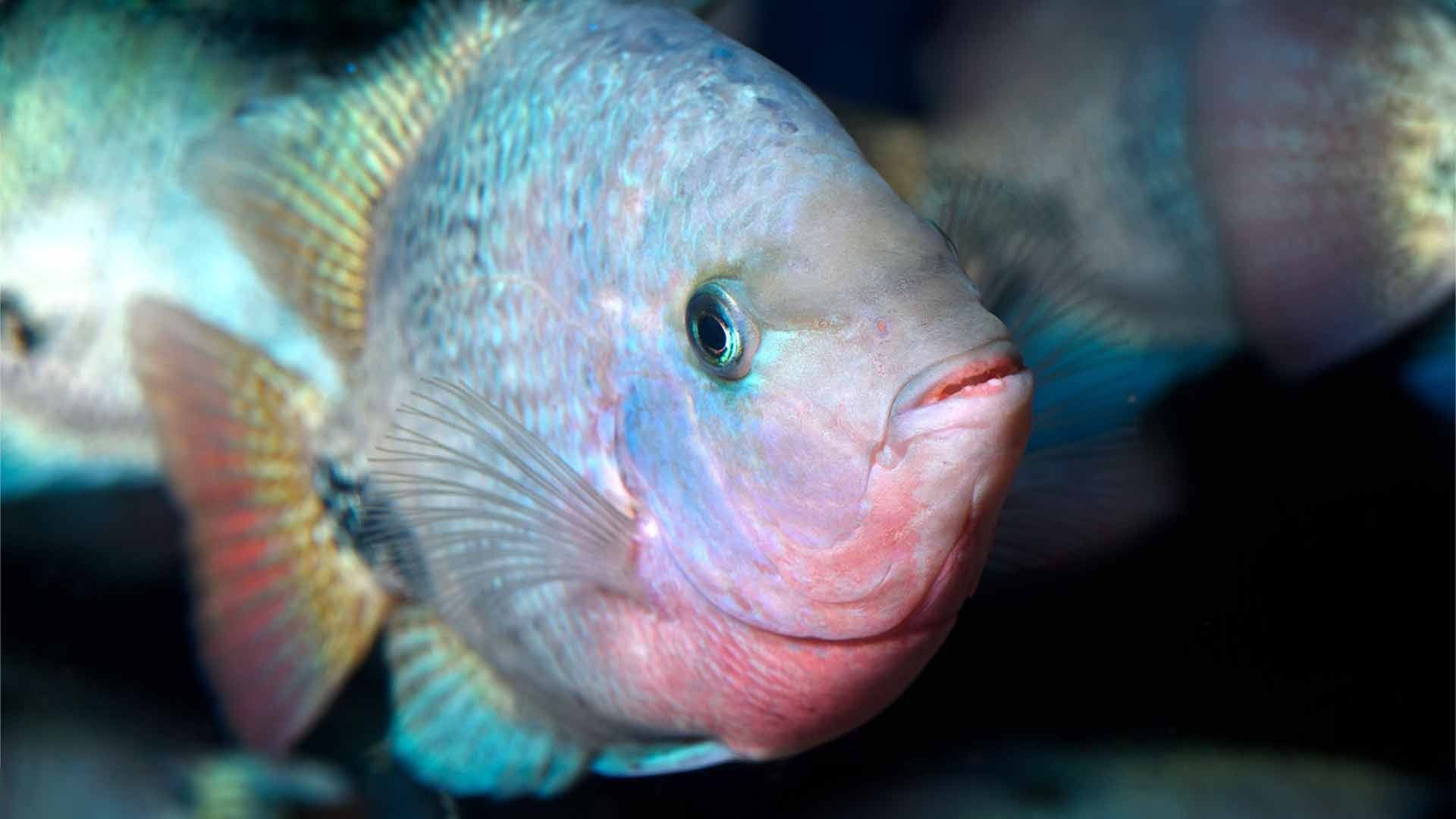 American Cichlid