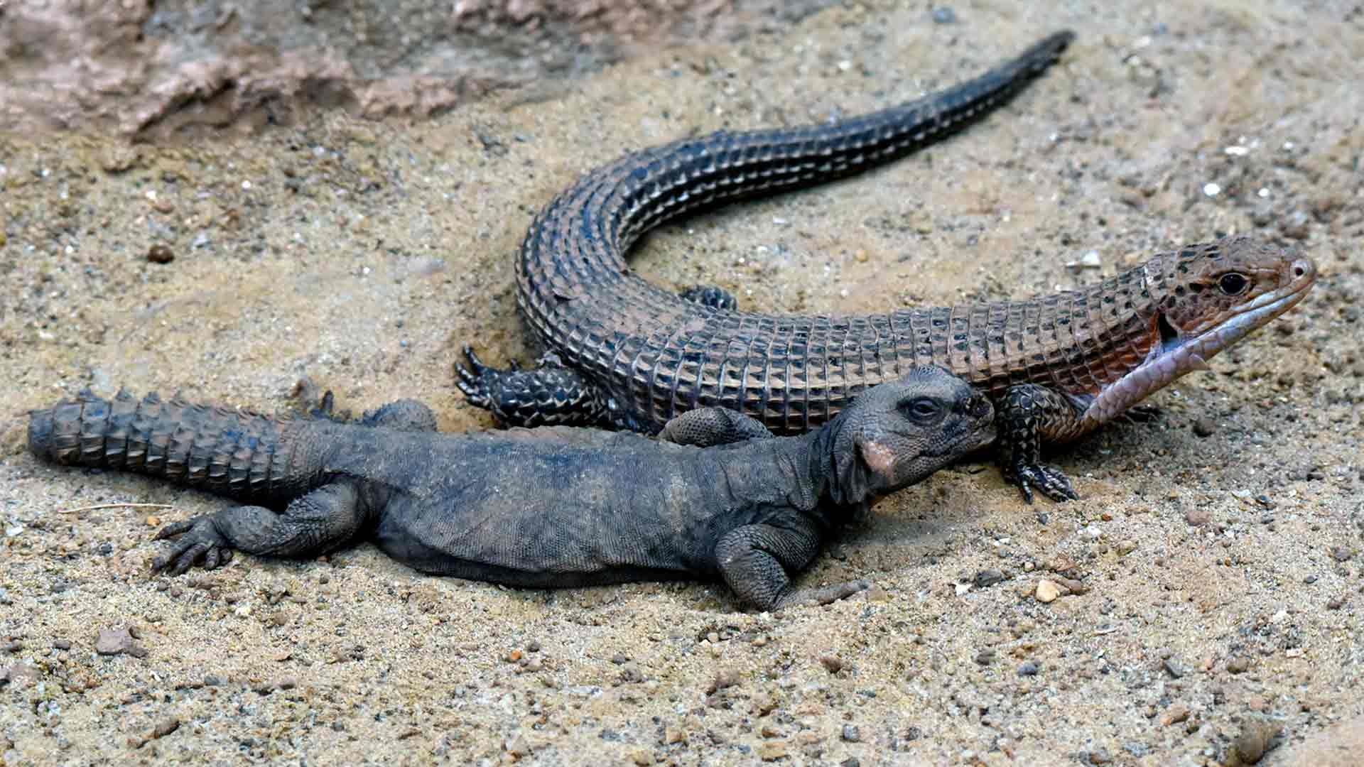 Lagarto Plateado de Sudán