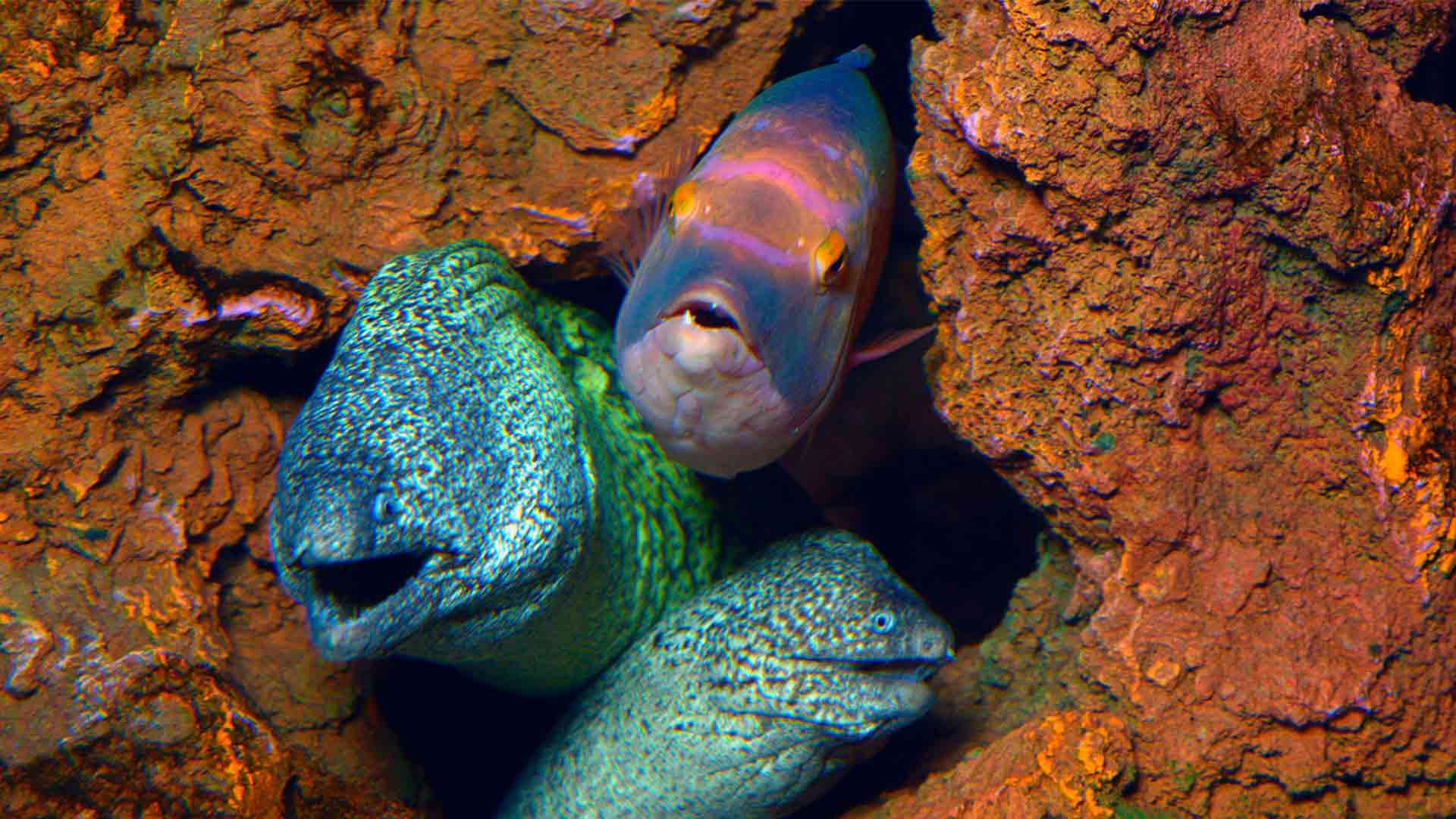 Barred Hogfish