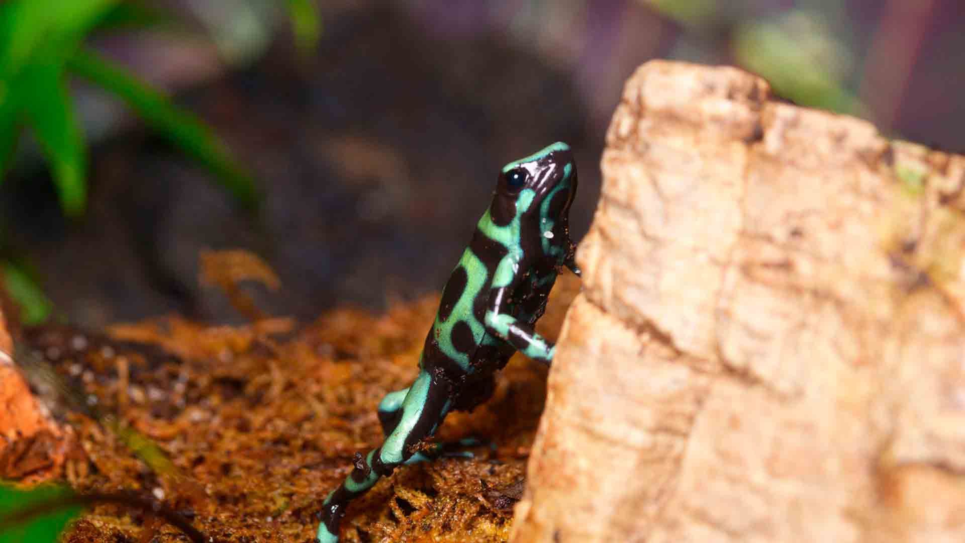 Green Black Posion Dart Frog