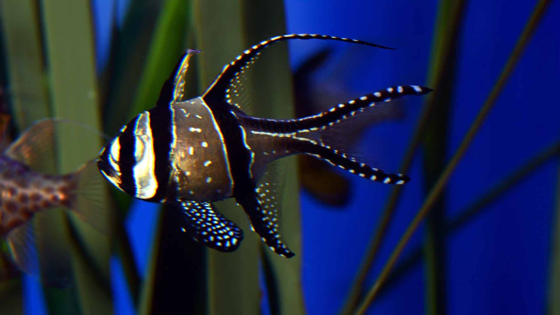 Banggai Cardinal Fish