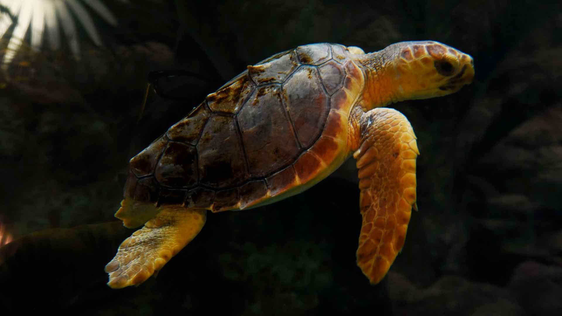 Loggerhead Sea Turtle