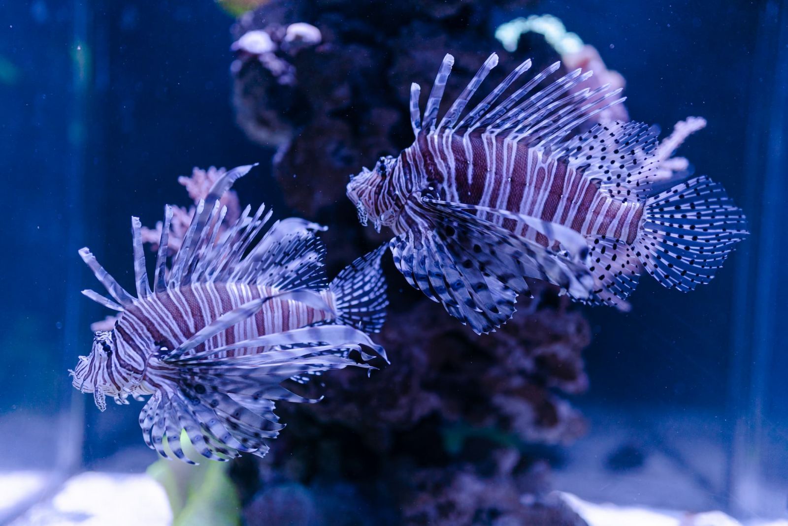 Pterois volitans