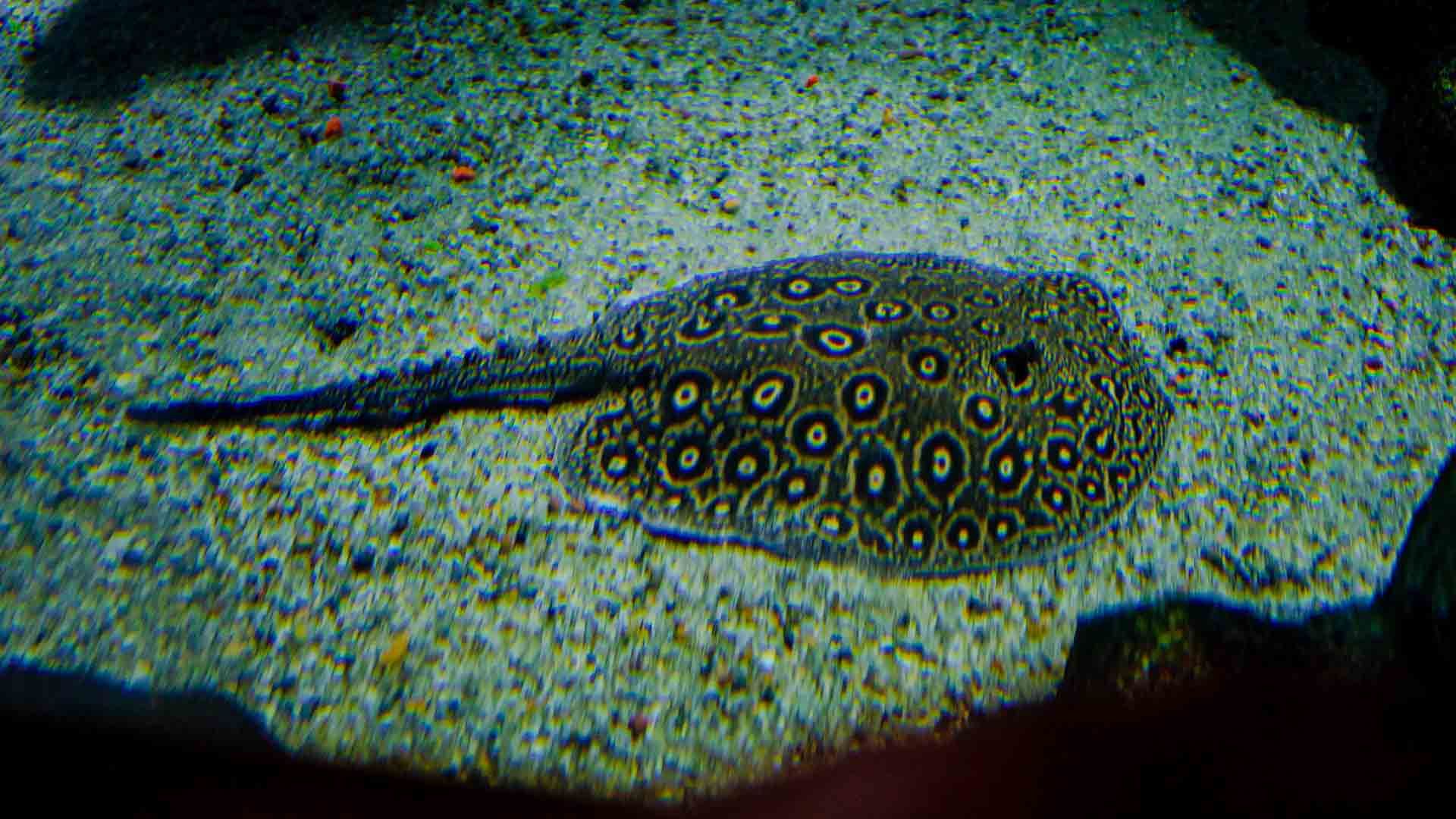 Pfauenaugen-Stechrochen Poema Del Mar Aquarium Gran Canaria