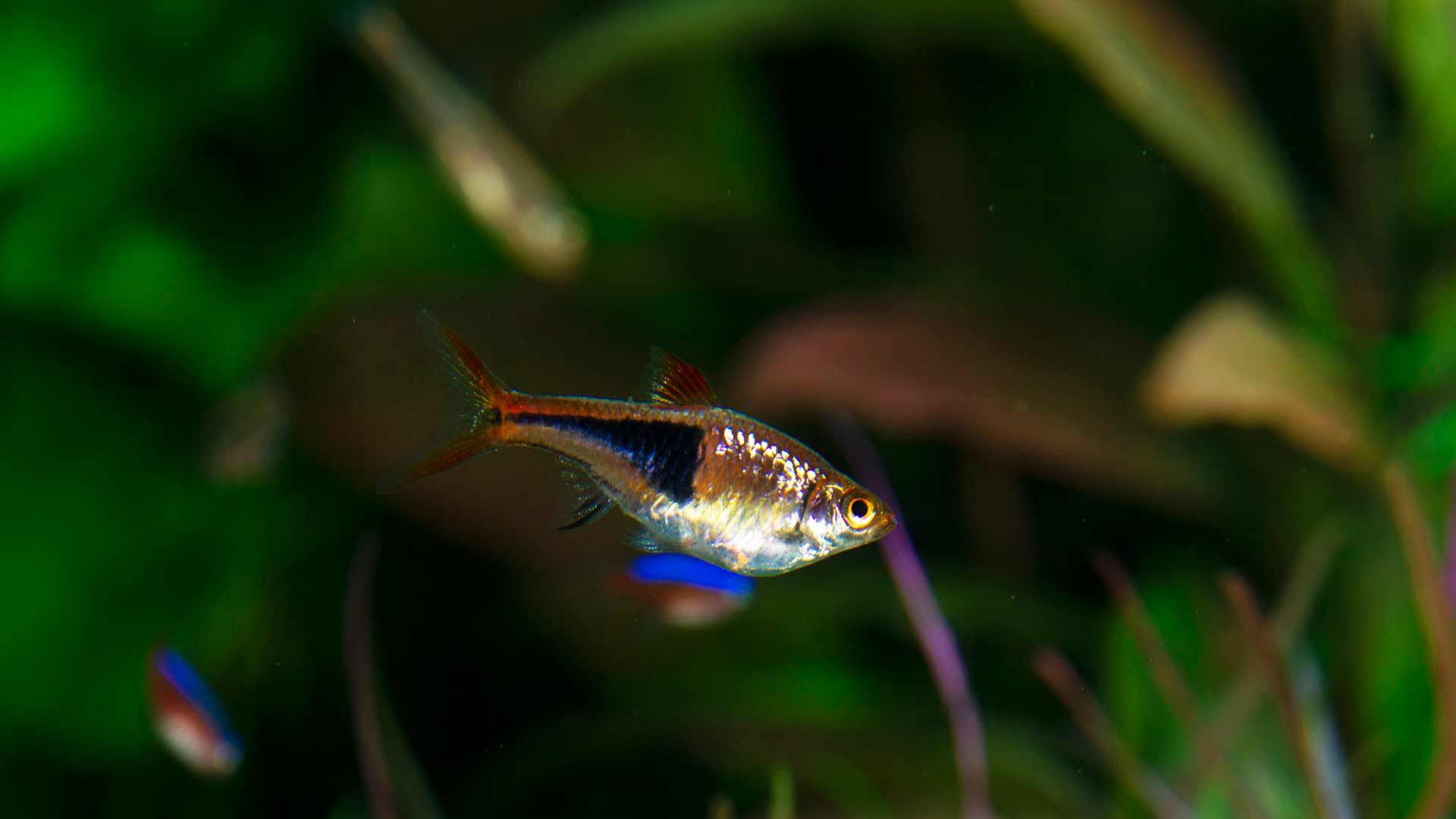 Haslequin Rasbora