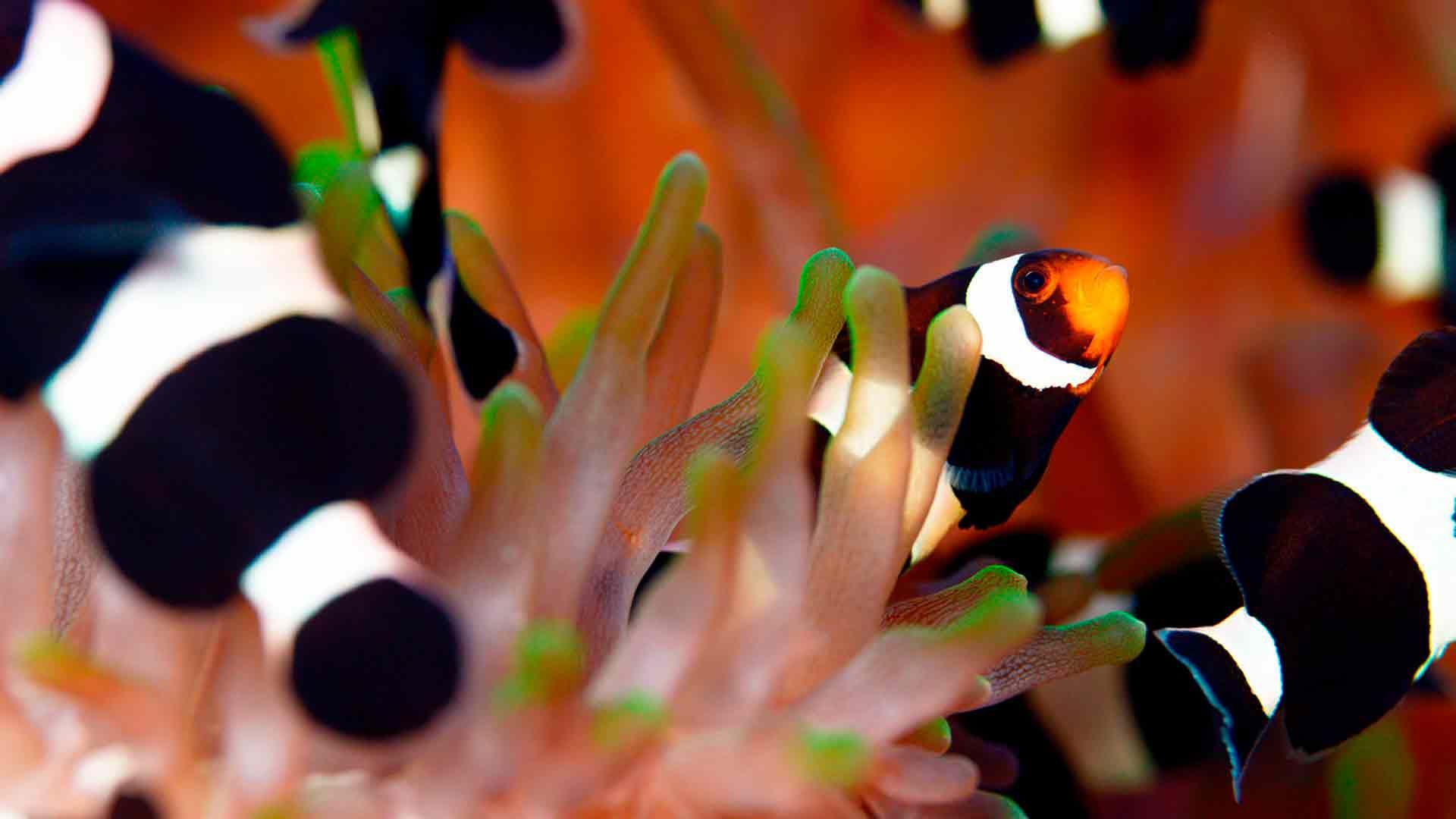 Brown Clowfish