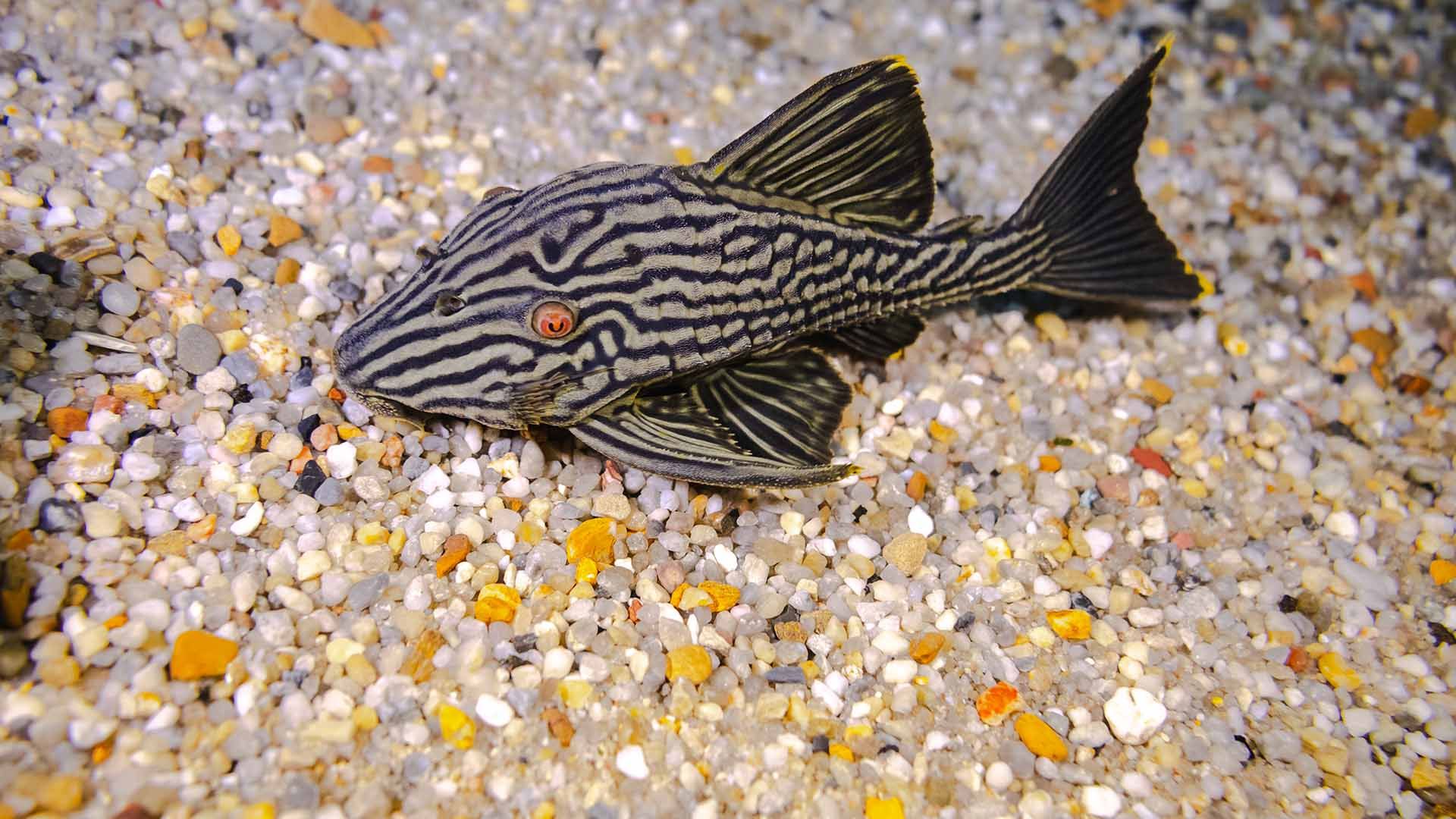 Schwarzlinien Harnischwels Poema del Mar Aquarium Gran Canaria