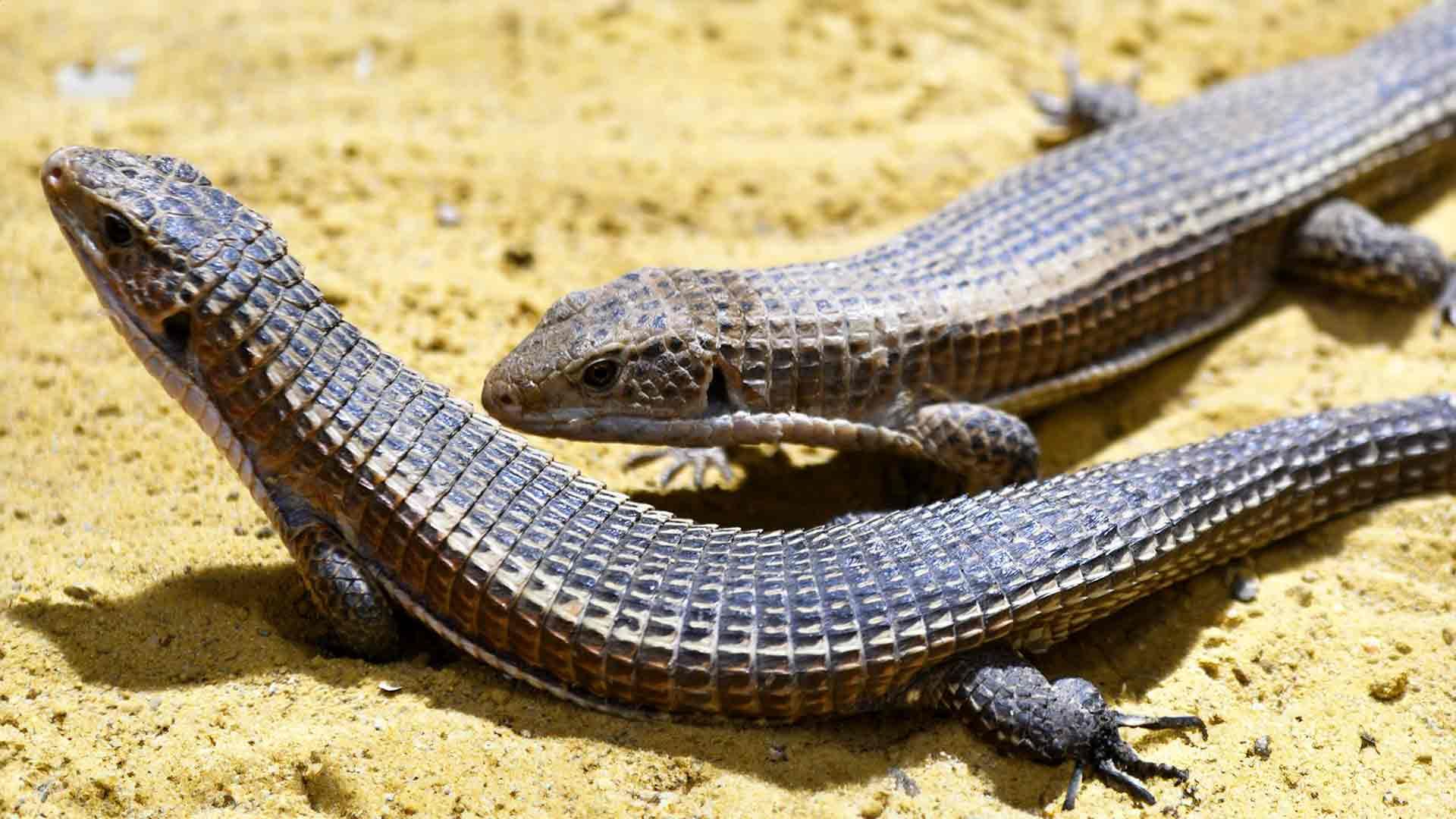 Sudan Plated Lizard