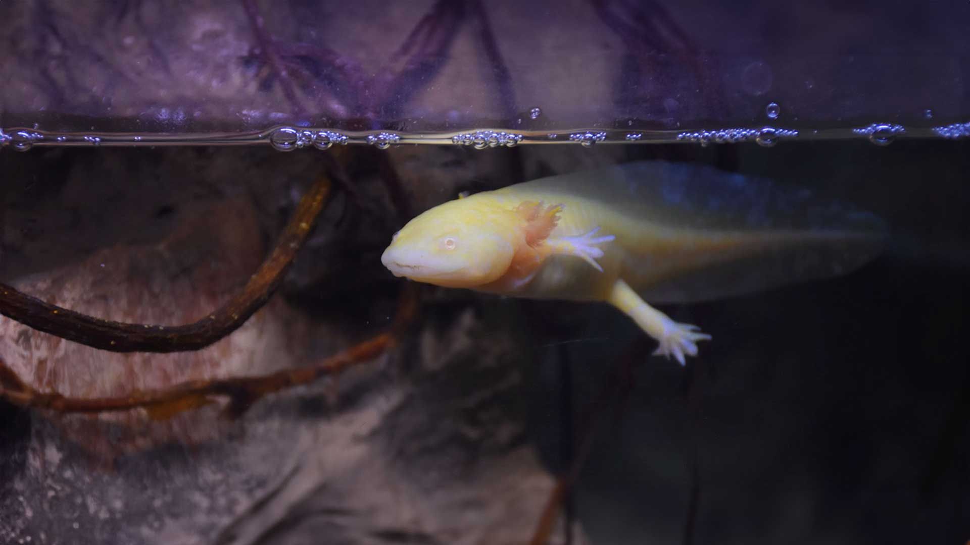 Mexican Axolotl