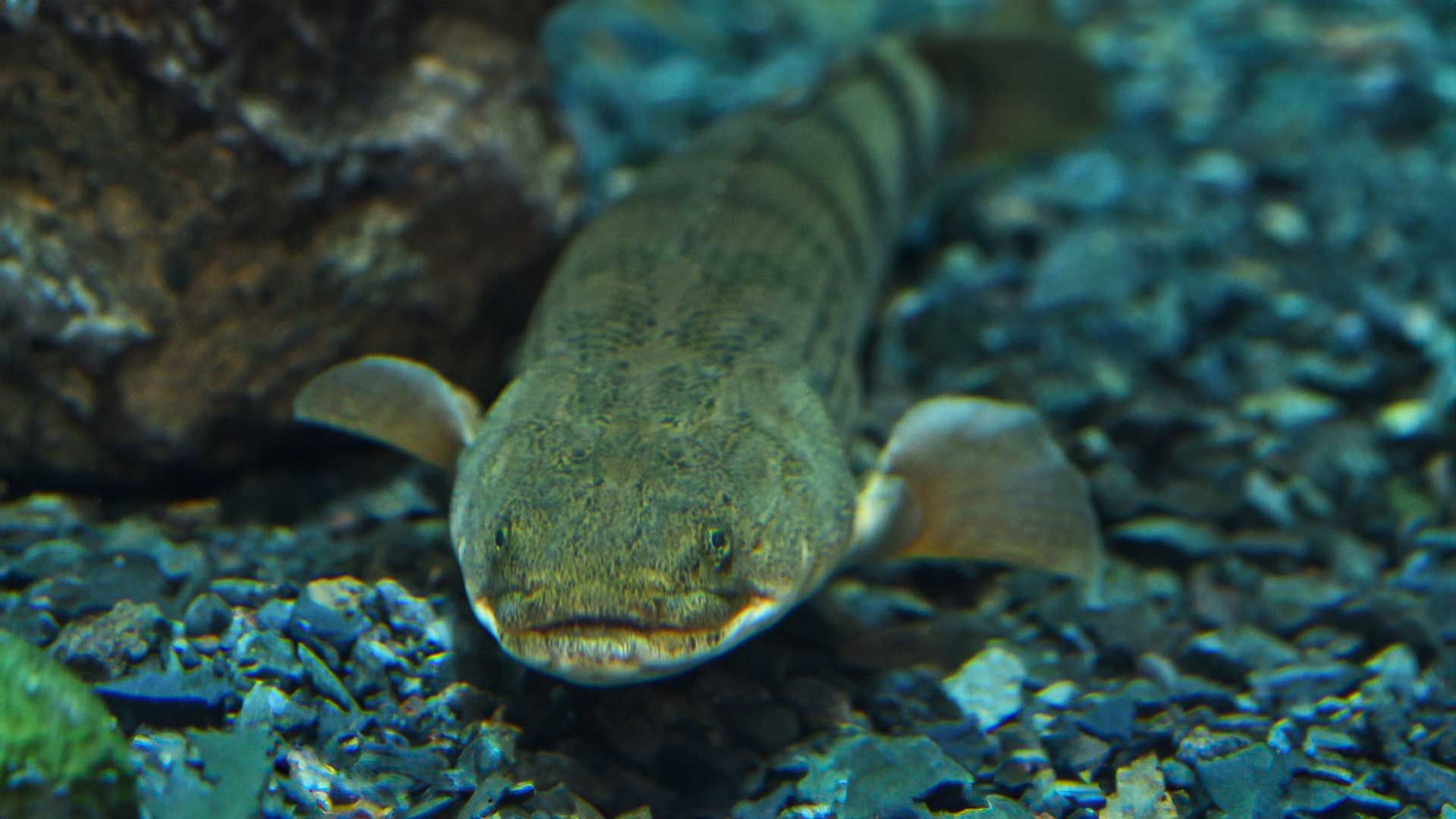 Congo Bichir