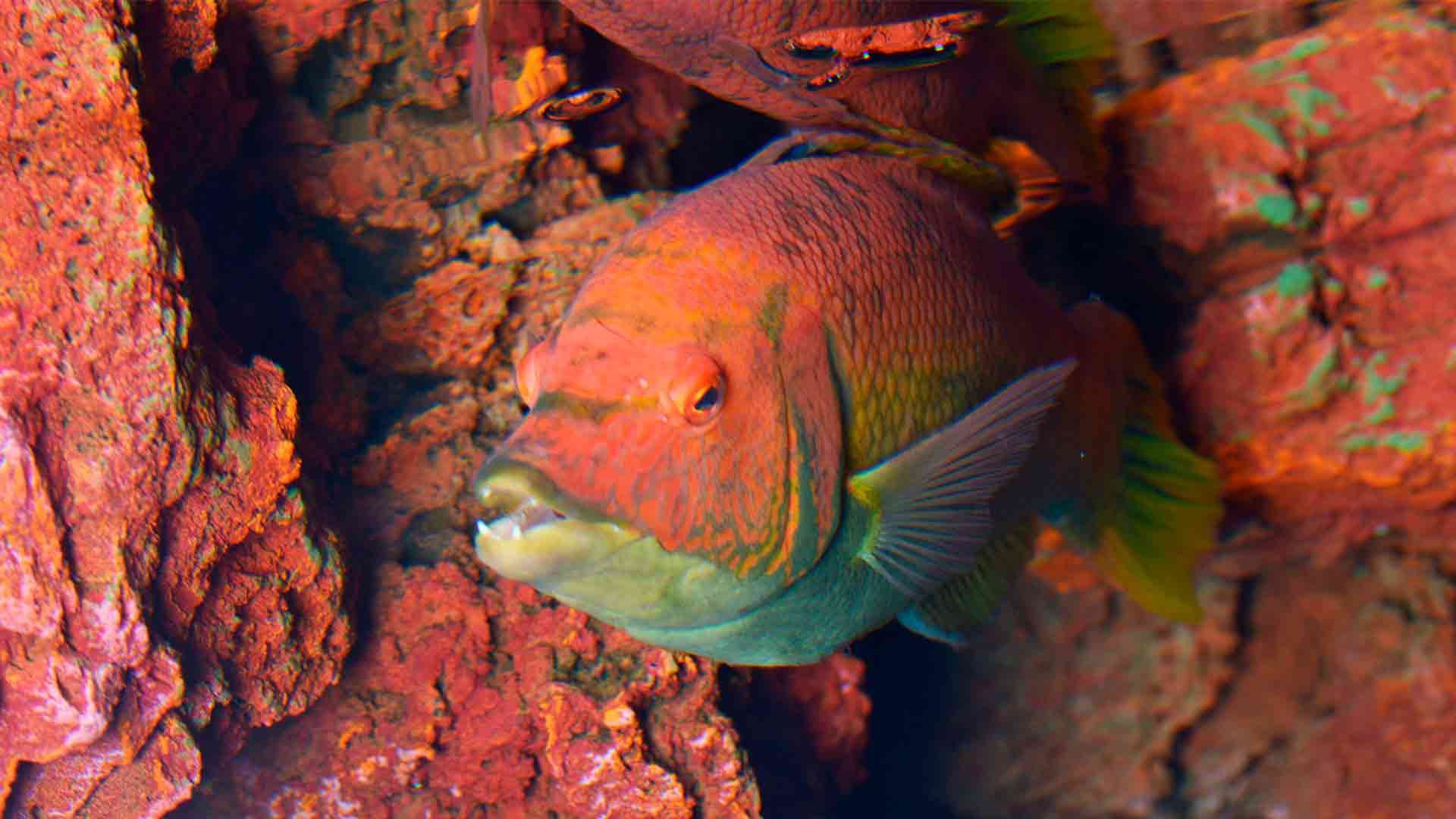 Barred Hogfish