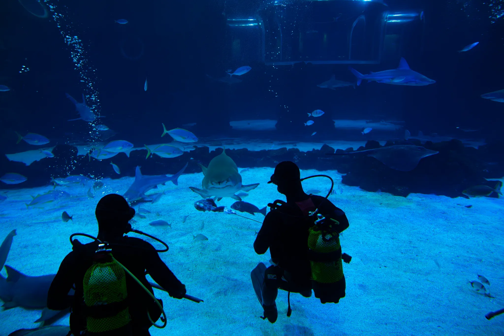 Shark feeding at Poema del Mar