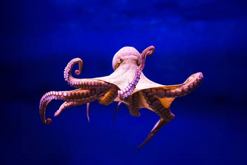 Octopus