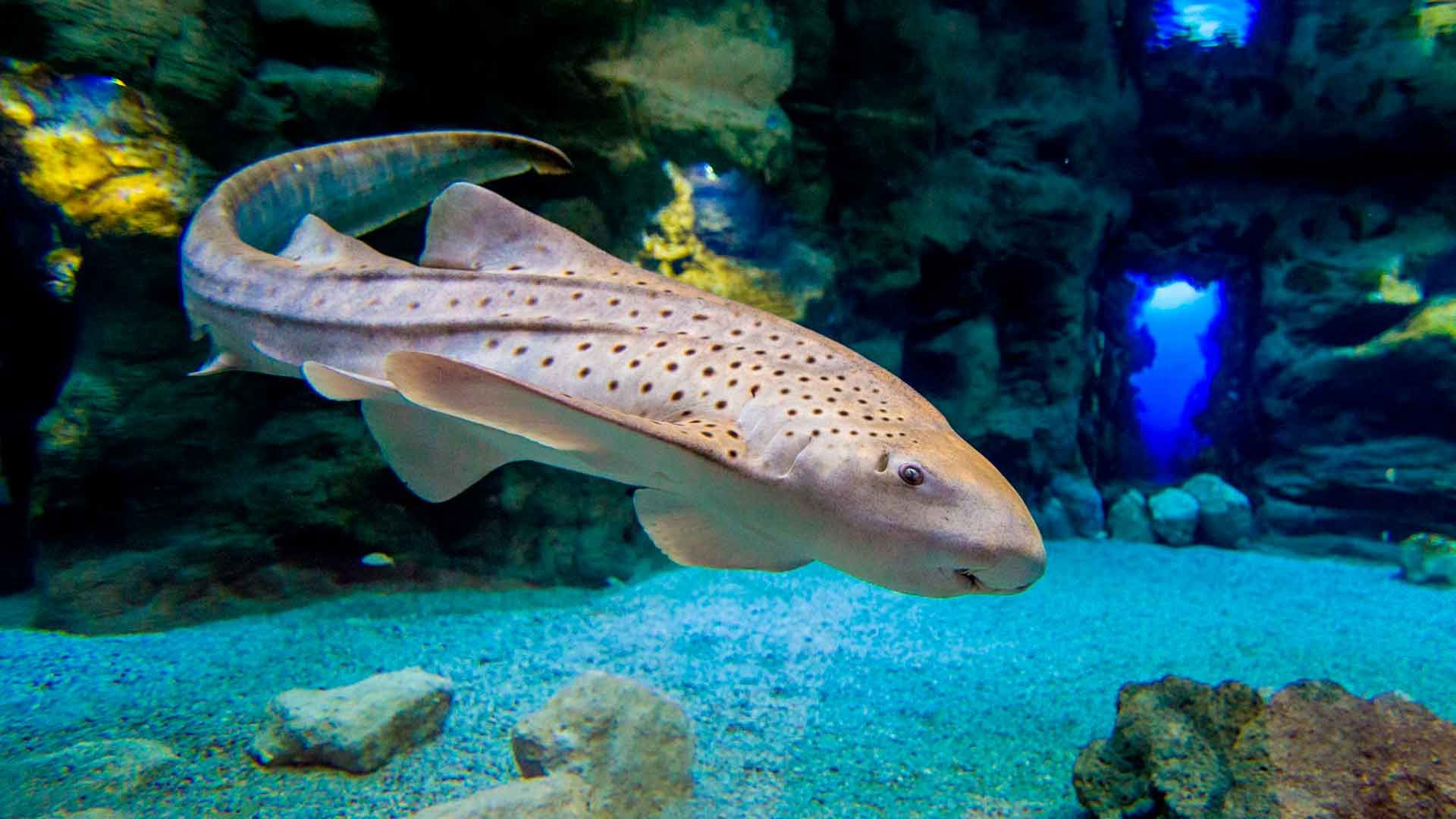 Zebra Shark