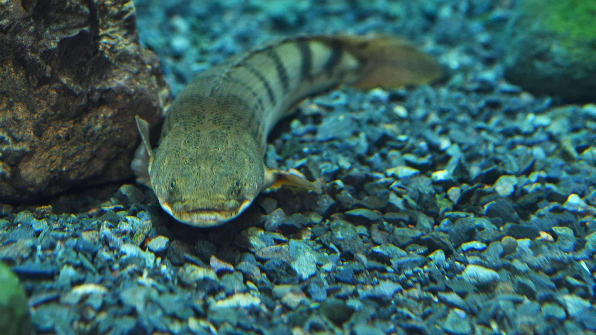 Congo Bichir