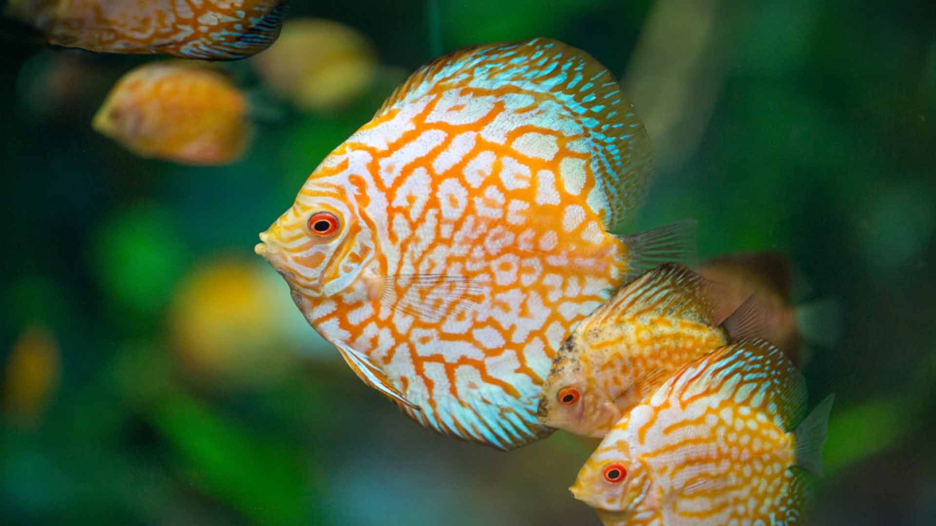 Discus Fish