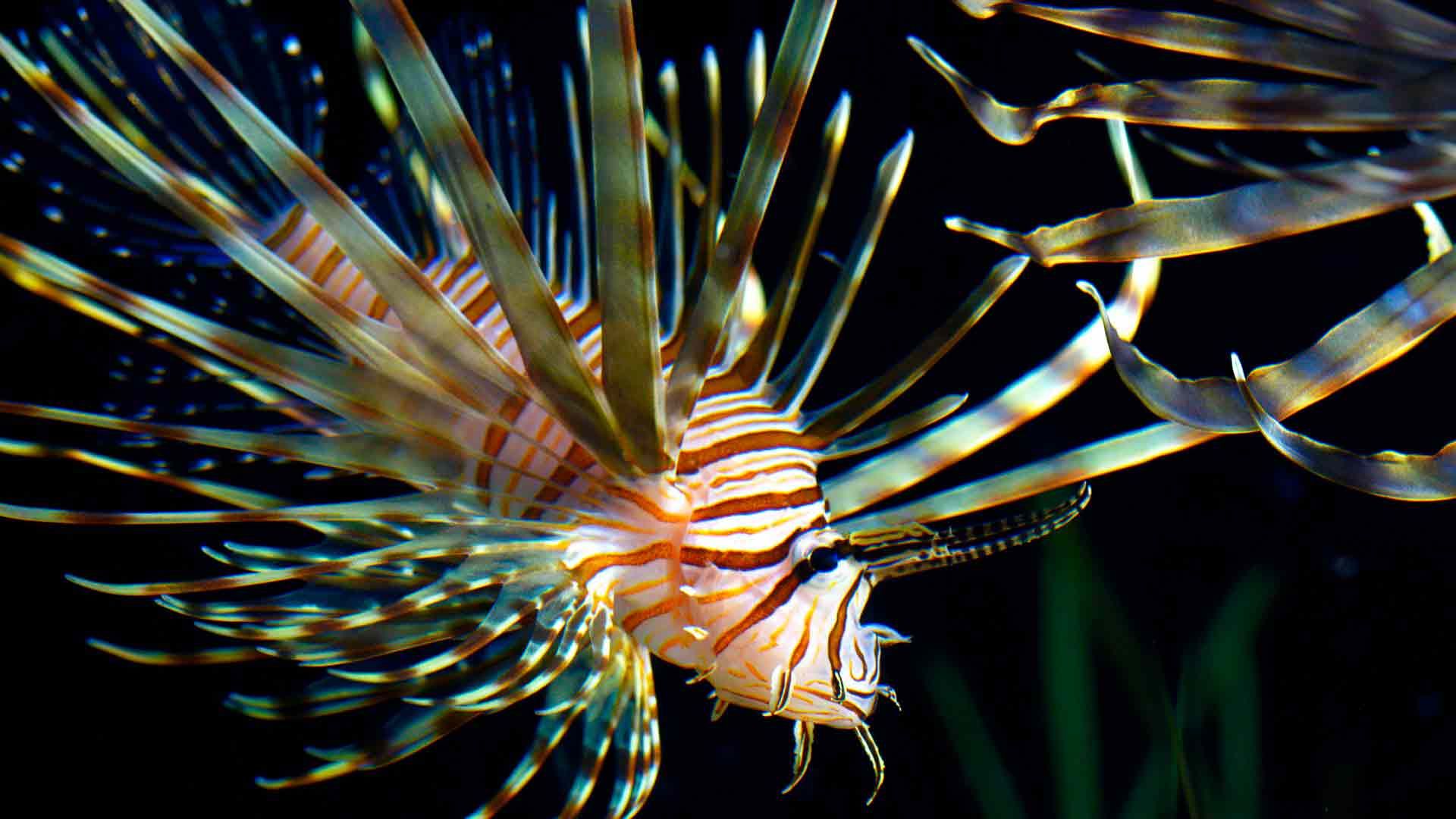 Lionfish