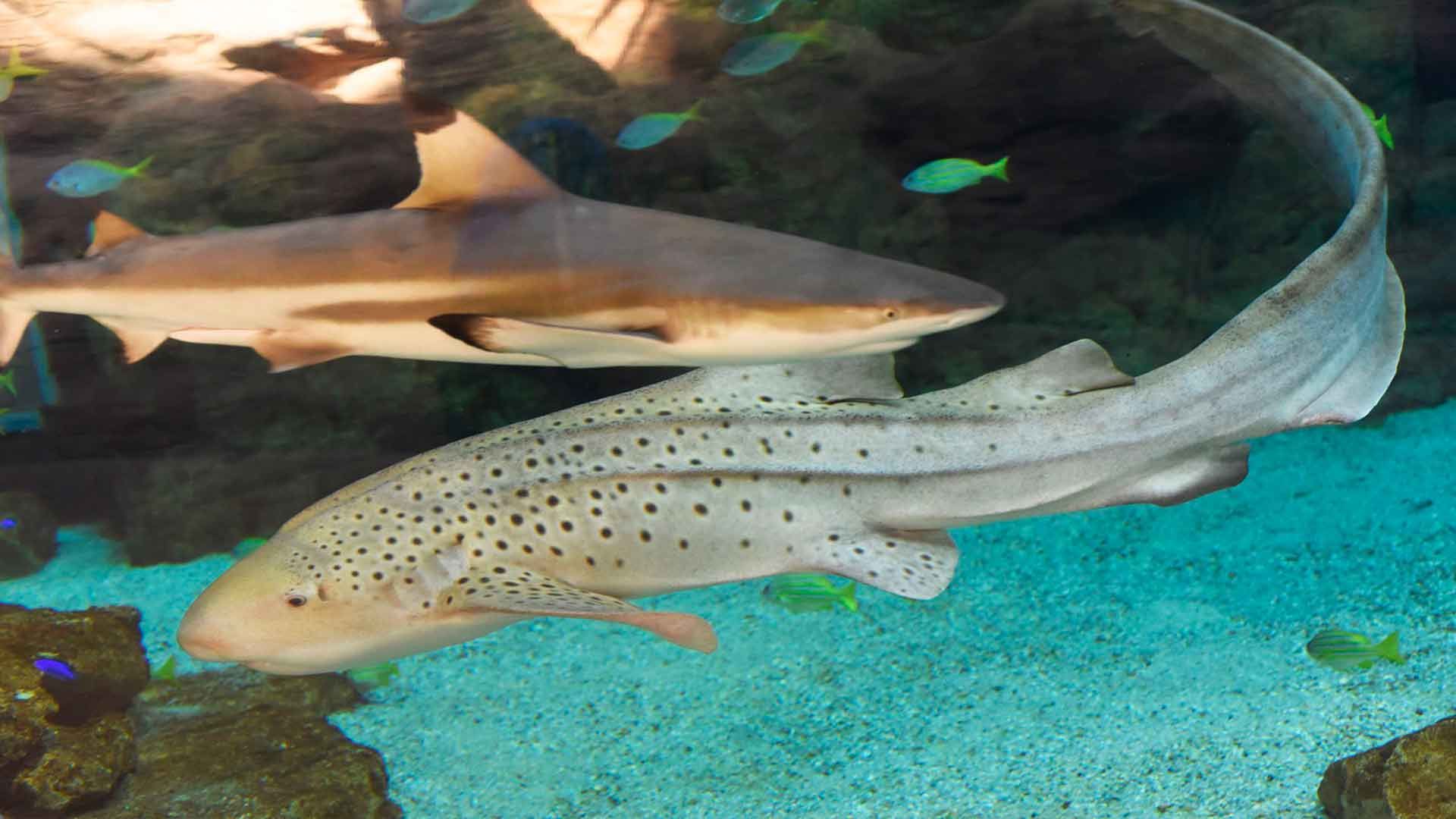 Blacktip Shark