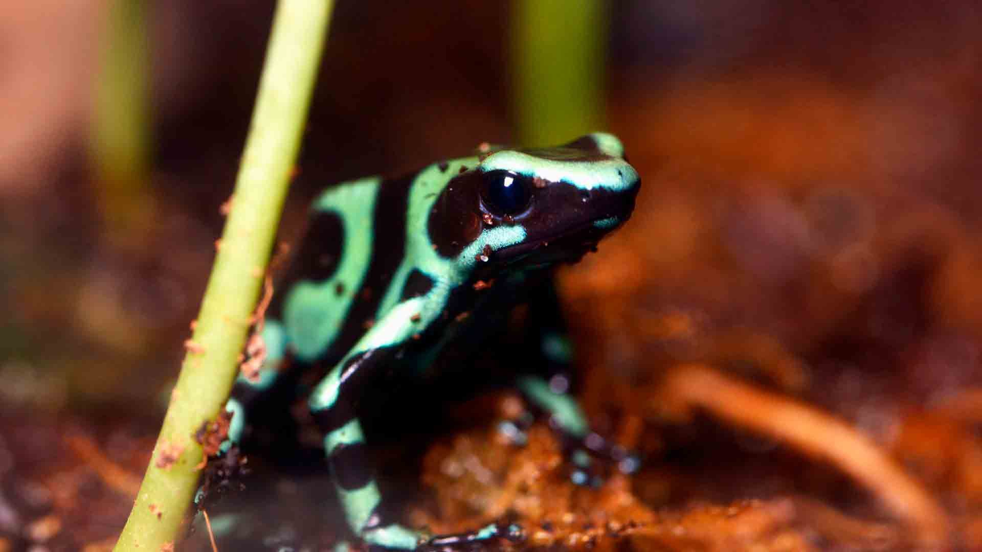 Green Black Posion Dart Frog