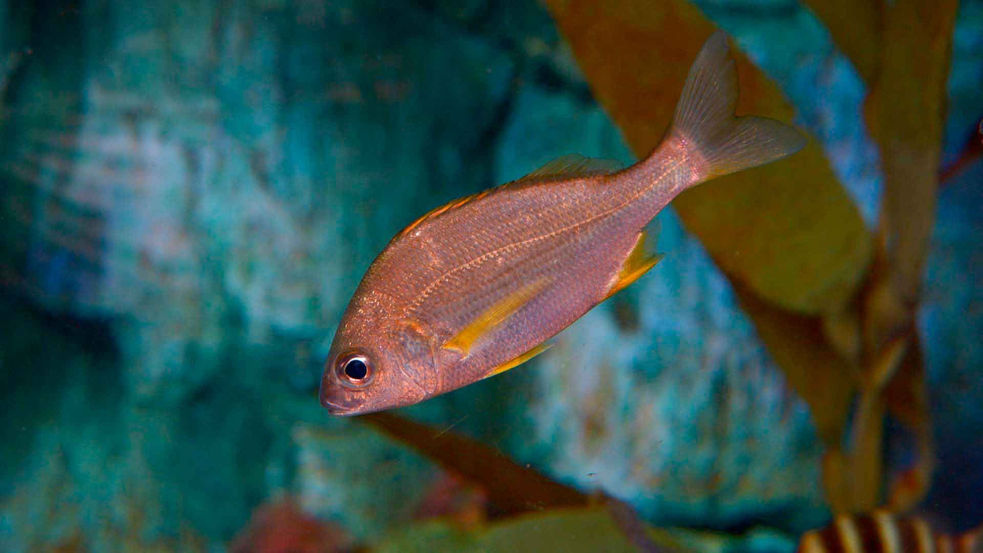 Achtstreifengrunzer Poema Del Mar Aquarium Gran Canaria