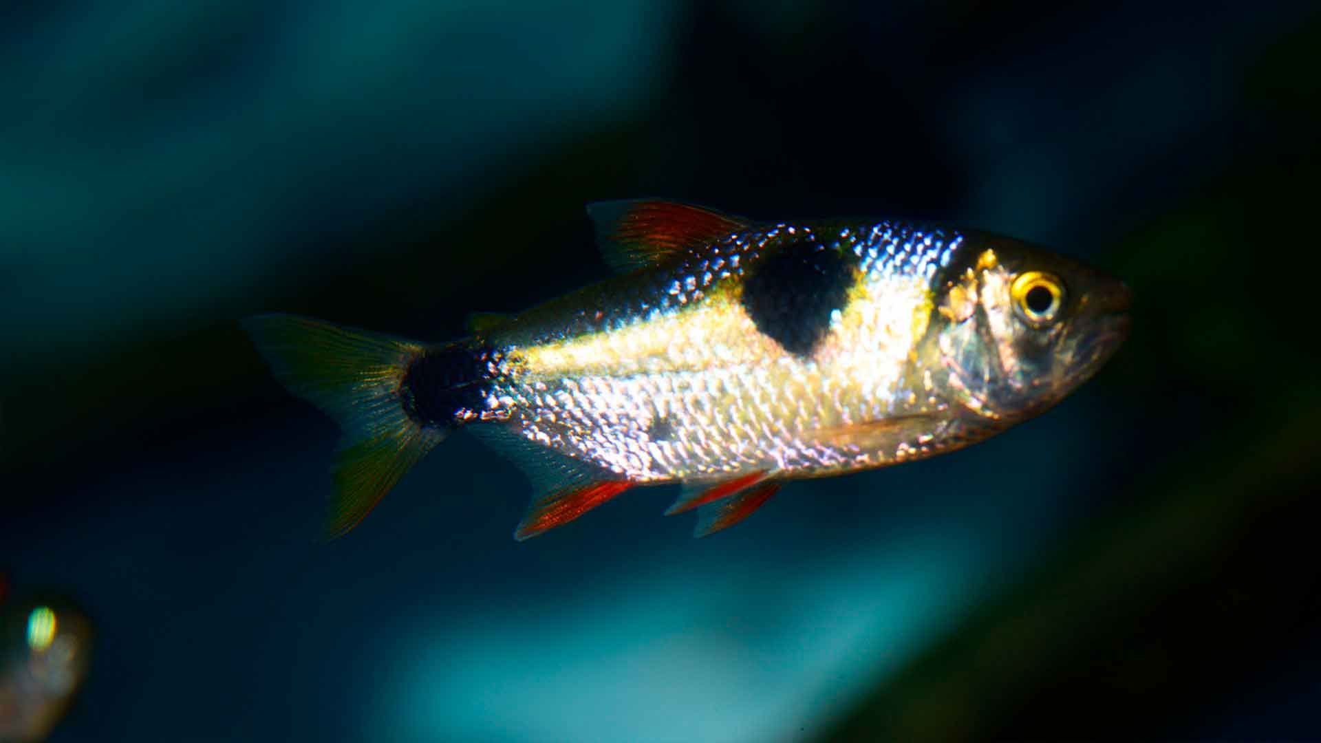 Bucktooth Tetra