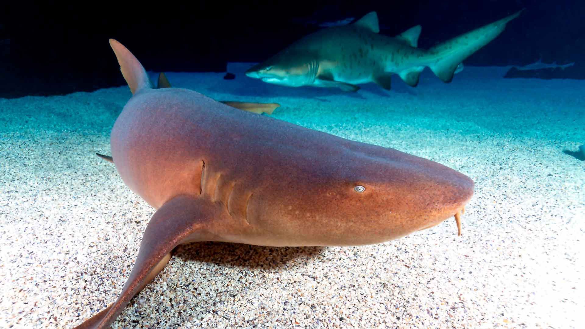 Nurse Shark Poema Del Mar Aquarium Gran Canaria