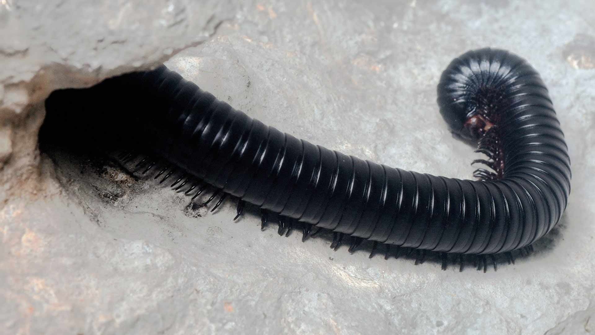 Giant African Millipede