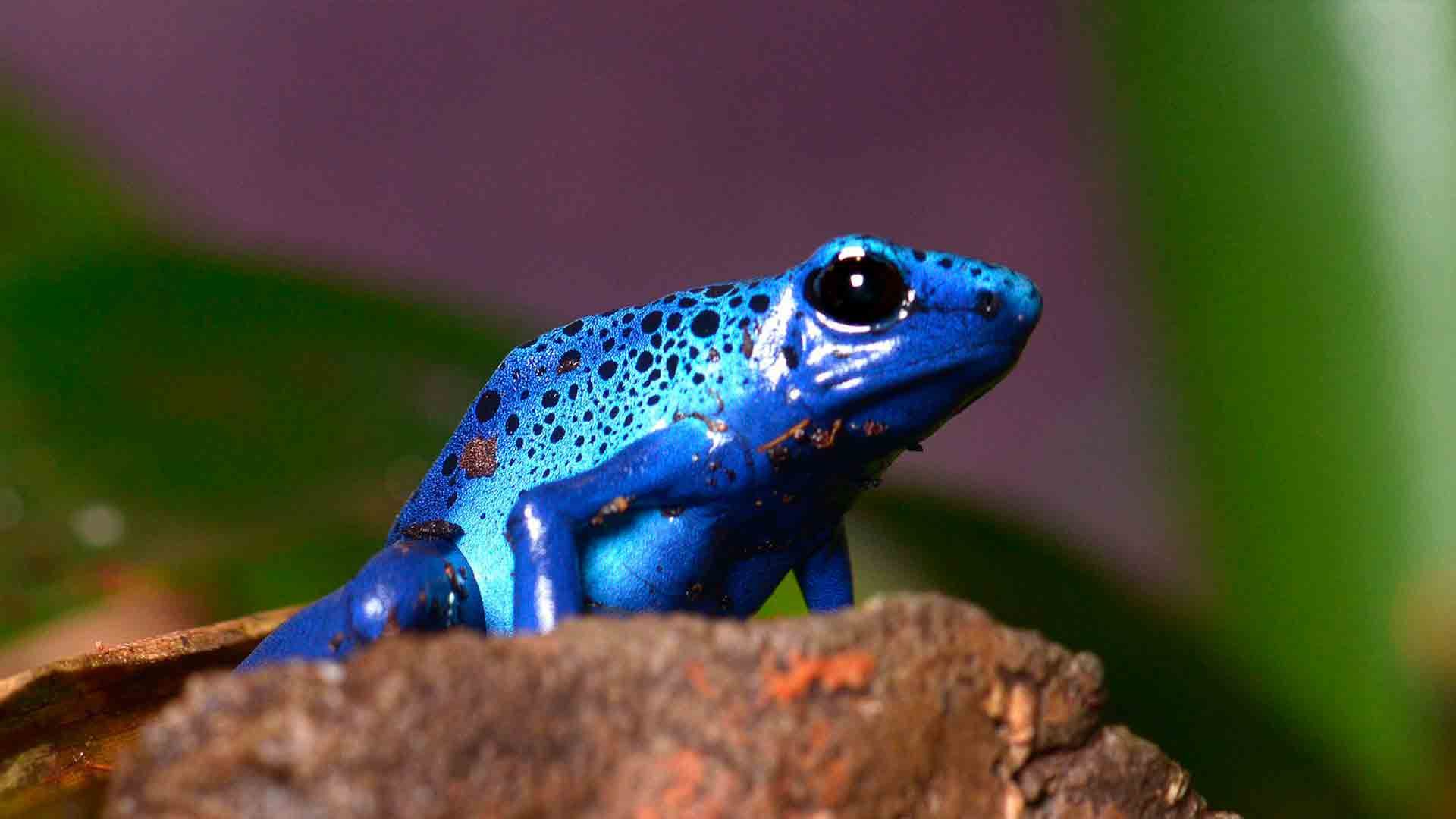 Blauer Pfeilgiftfrosch