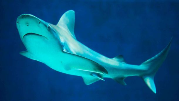 Shark Poema del Mar Aquarium Gran Canaria