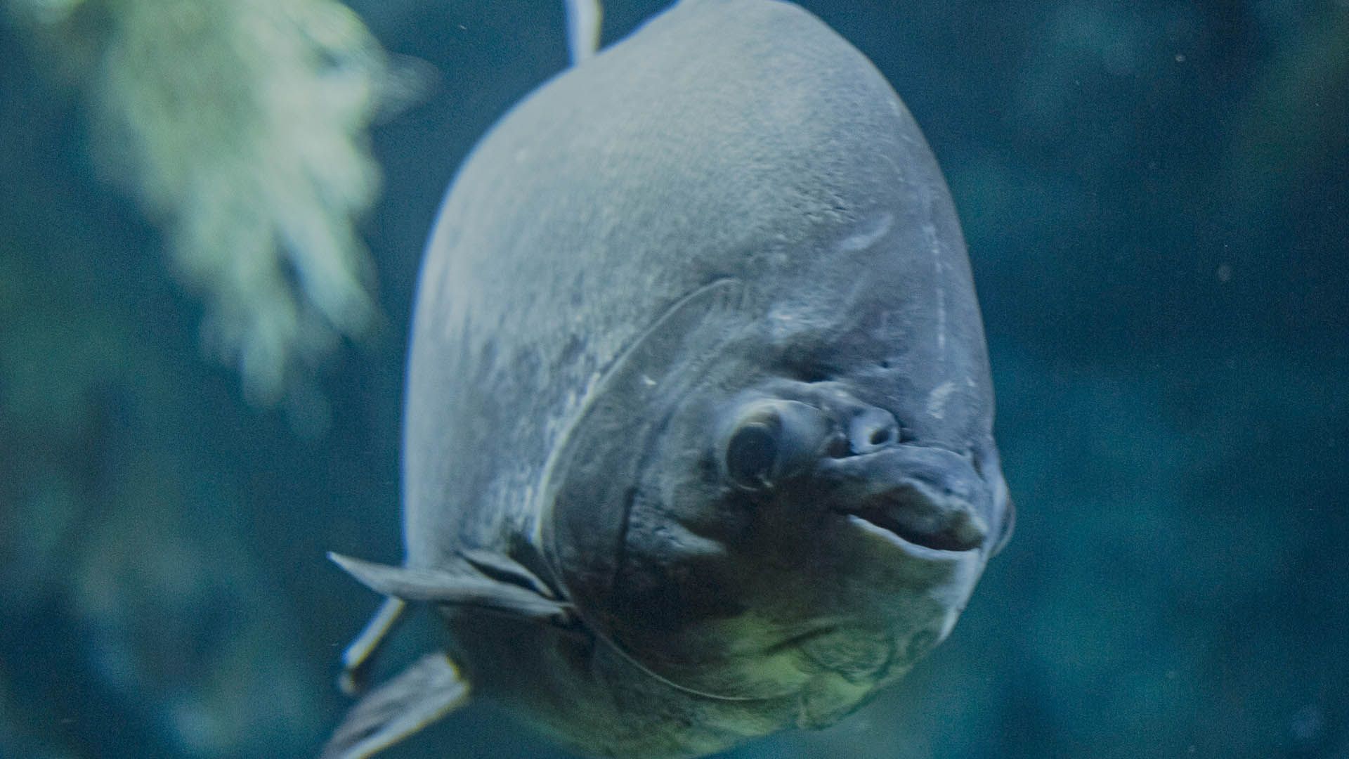 Red bellied pacu Poema Del Mar Aquarium Gran Canaria