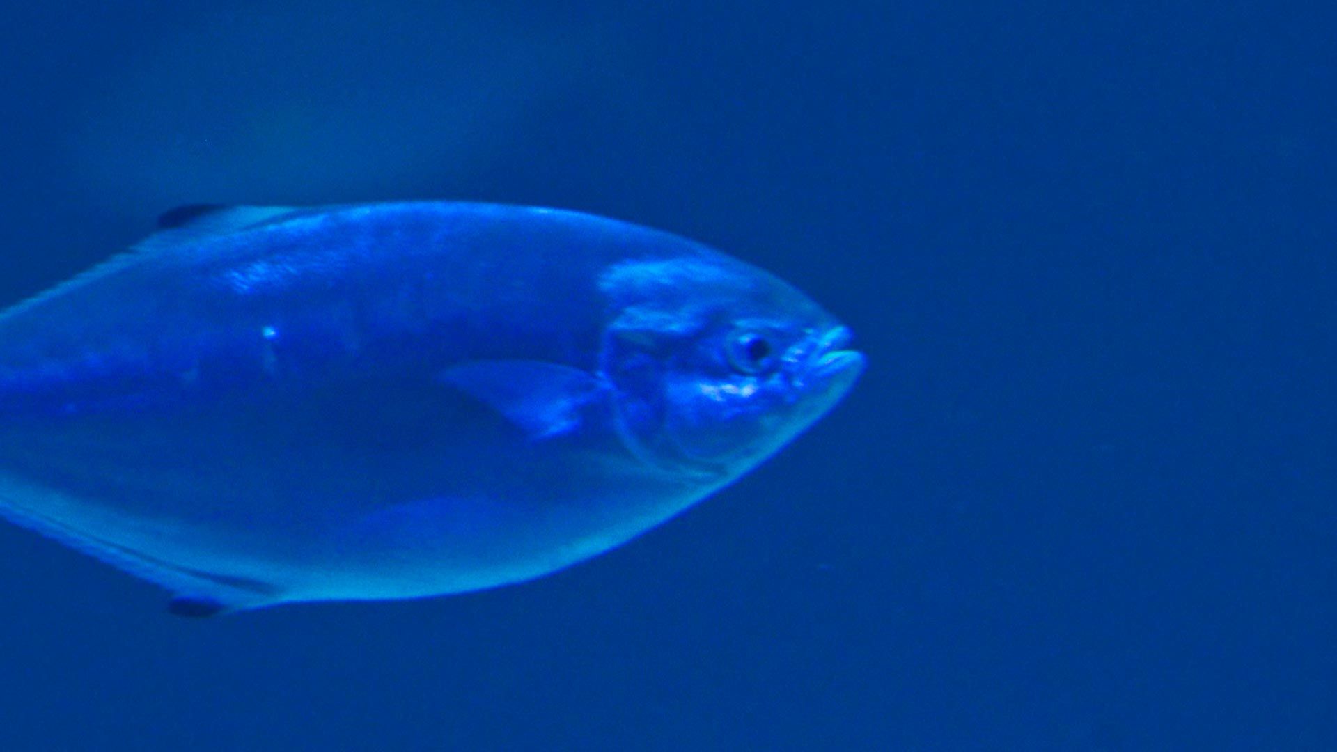 Palometa Fish