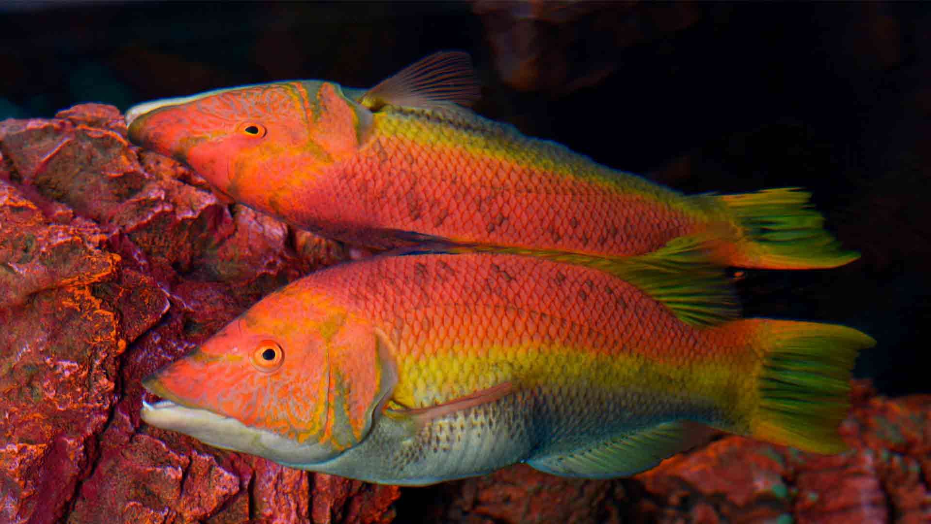 Barred Hogfish