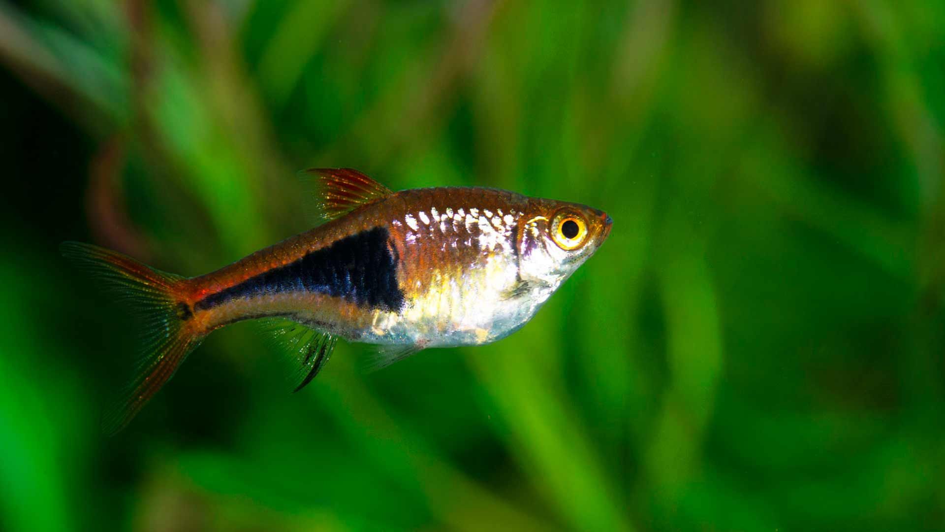 Harlequin Rasbora Poema del Mar Aquarium Gran Canaria