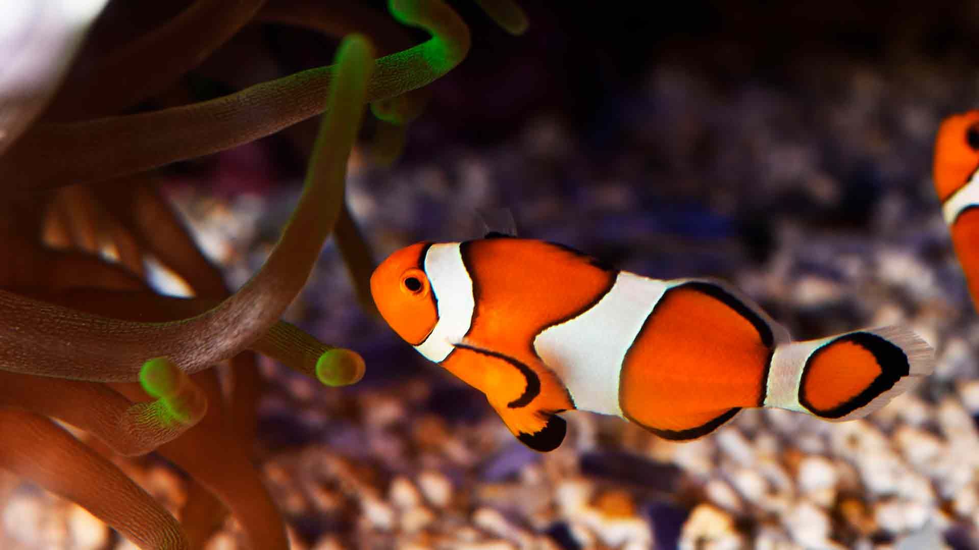 Clownfish