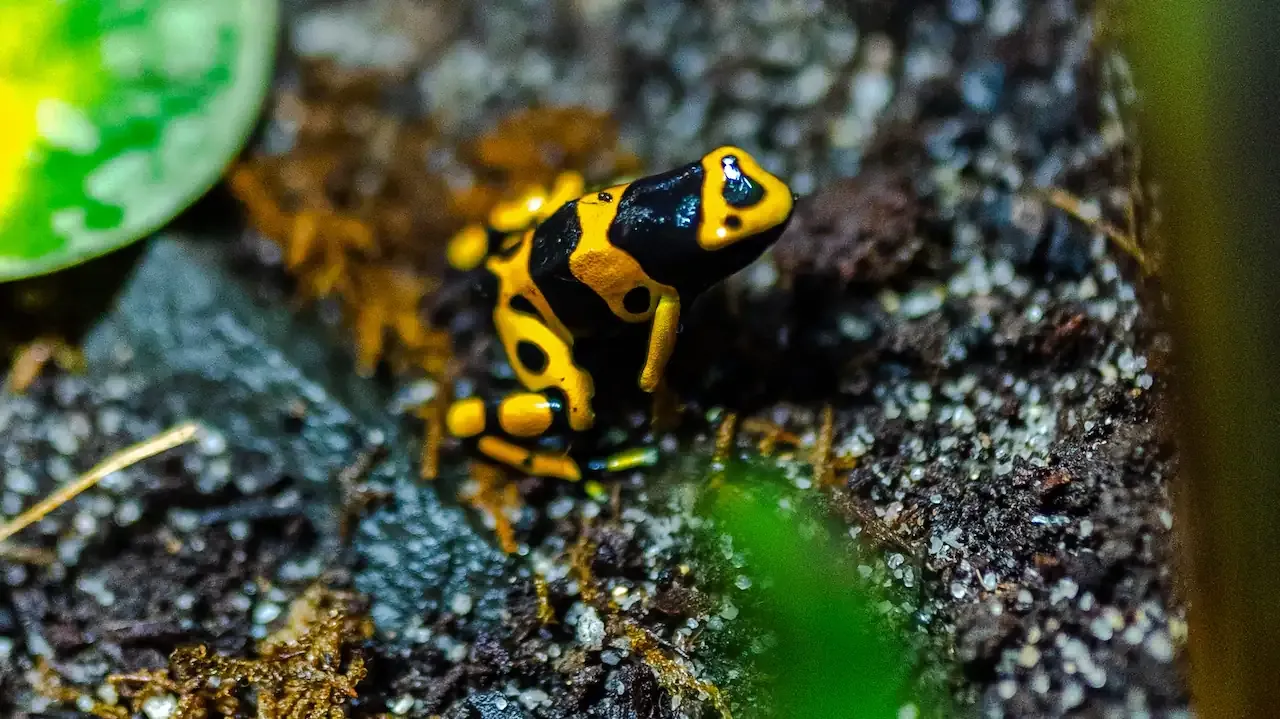 Top view Yellow-banded Poison Frog right