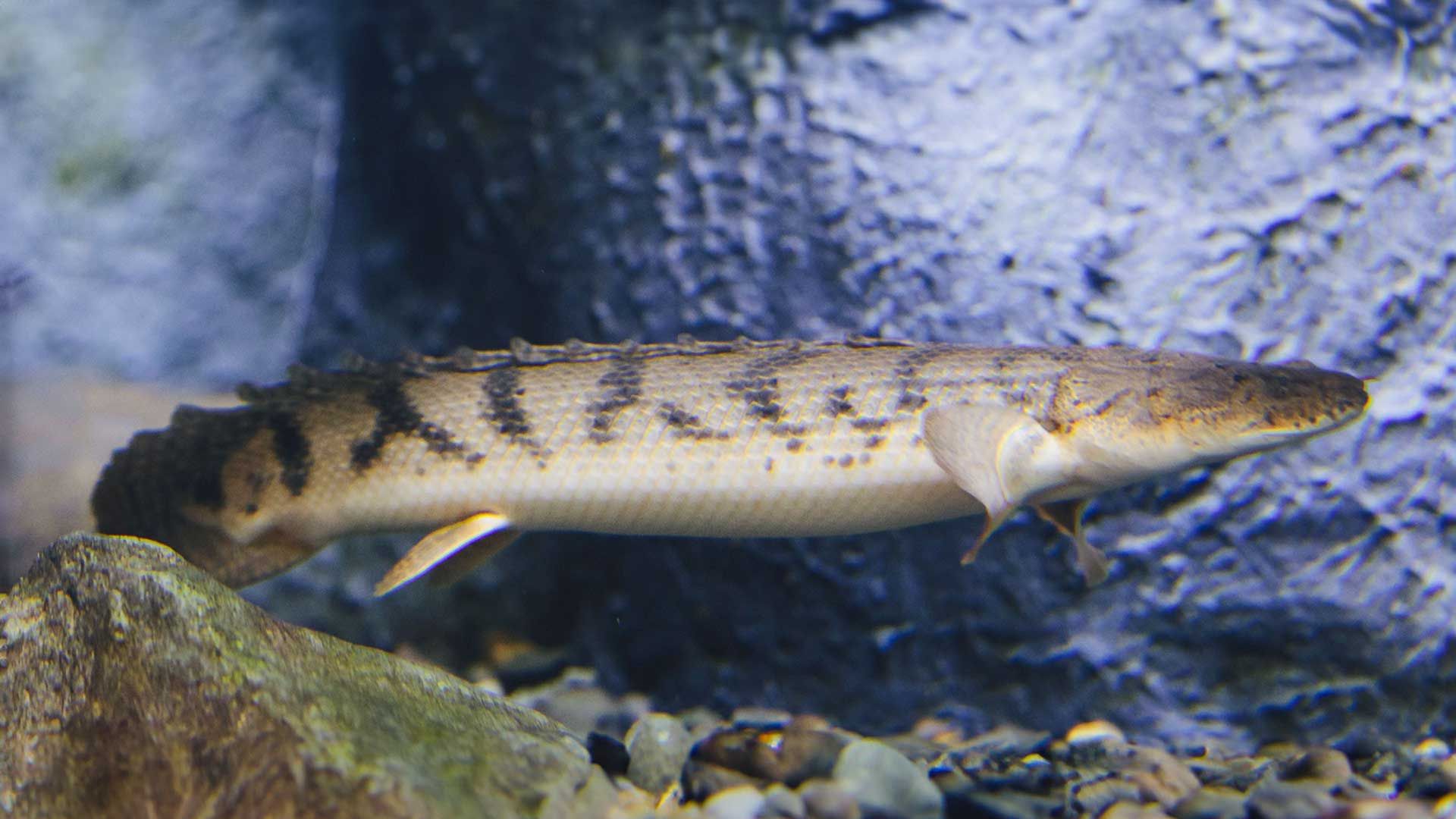 Congo Bichir