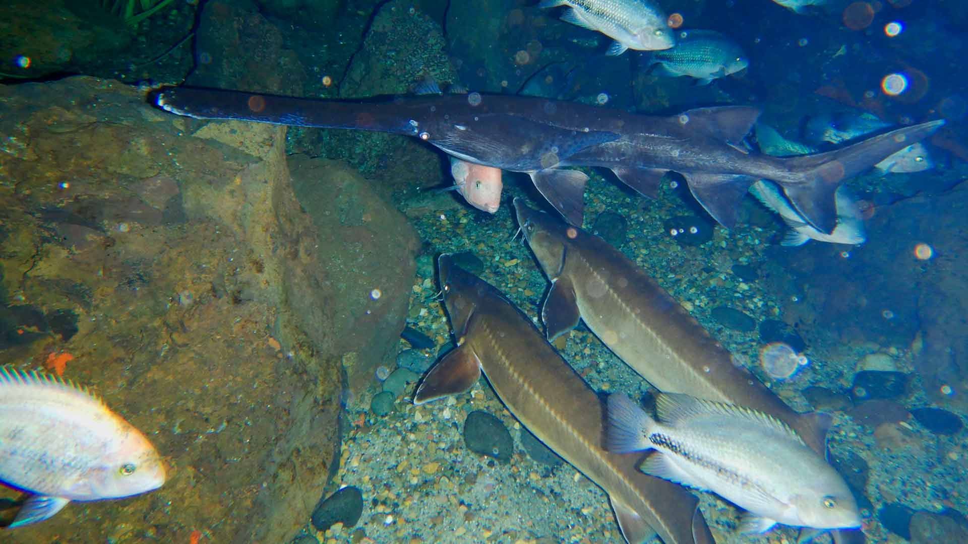 American Paddlefish