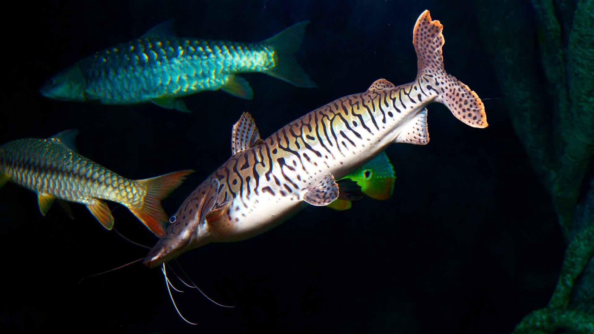 Tiger Shovelnose Catfish